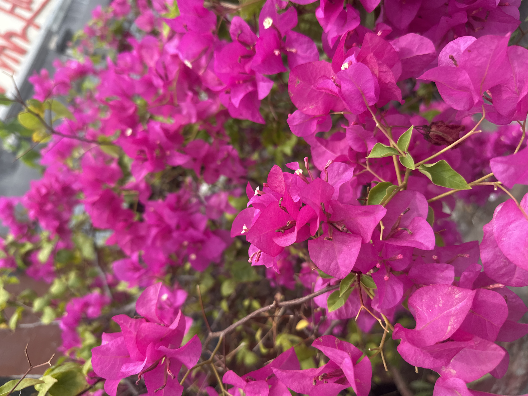 Close-up shot of bright pink bougainvillea flowers. Green leaves and brown branches are visible among the flowers. The background shows a blurred building exterior. The location is Bac Nha Trang Ward, Vietnam.