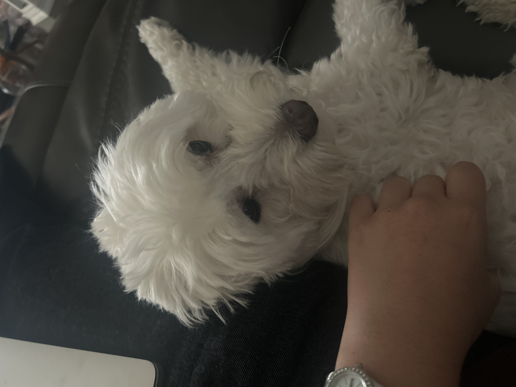 A white, fluffy dog lies on a dark gray surface, possibly a sofa or seat. The dog is positioned at an angle, with its head tilted slightly towards the left side of the frame. A human hand rests on the dog's fur. A watch is visible on the wrist of the person whose hand is present. Part of a light-colored object, possibly a phone or tablet, is visible in the bottom left corner of the frame. The location of the scene is unknown.