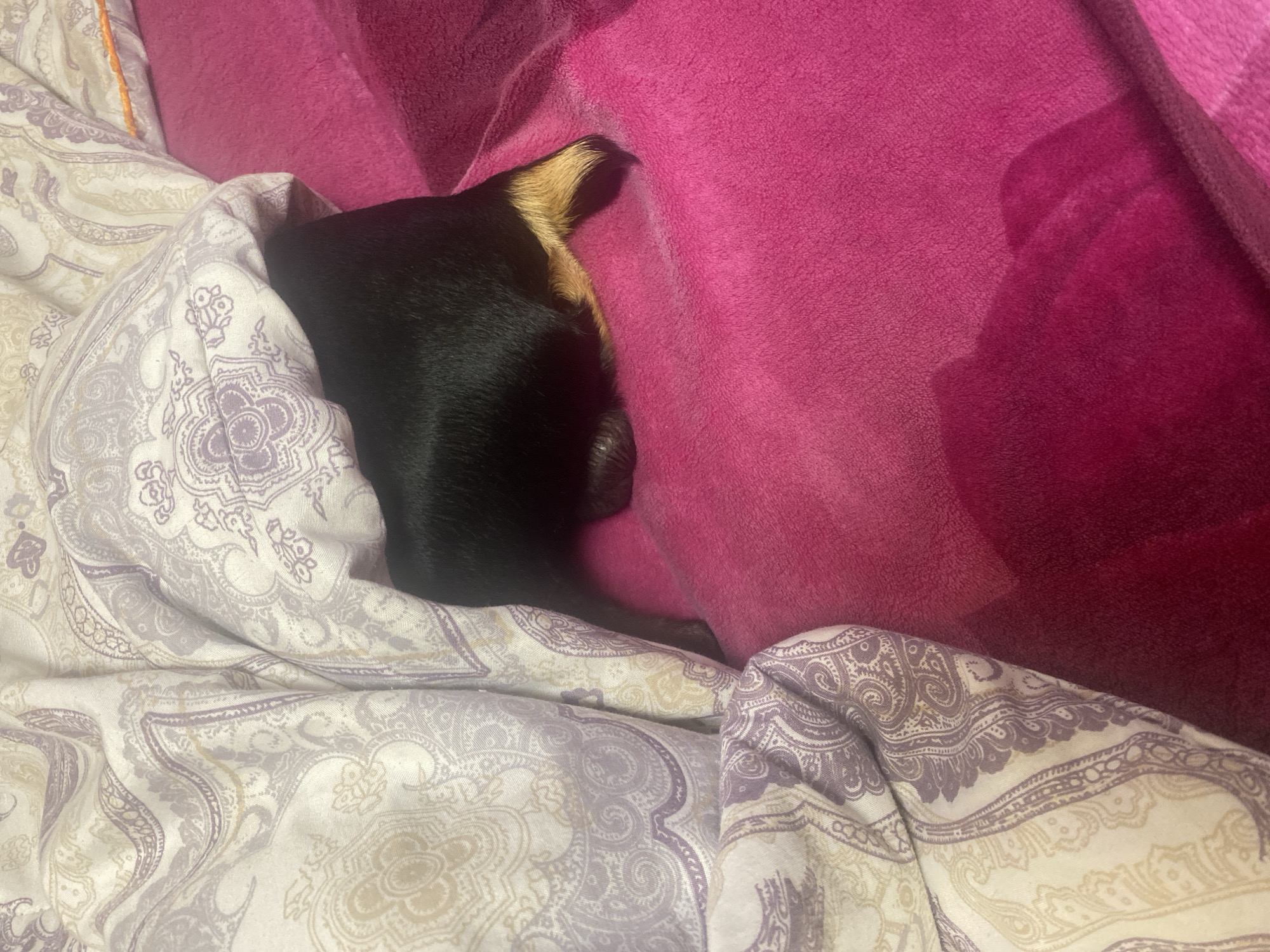 A black and tan dog is partially hidden under a patterned blanket on a bright pink bedspread. Only the hindquarters and tail of the dog are visible. The blanket is draped over the dog, obscuring most of its body. The scene appears to be indoors, likely a bedroom. The location in Tarusa, Russia is not depicted in the image.