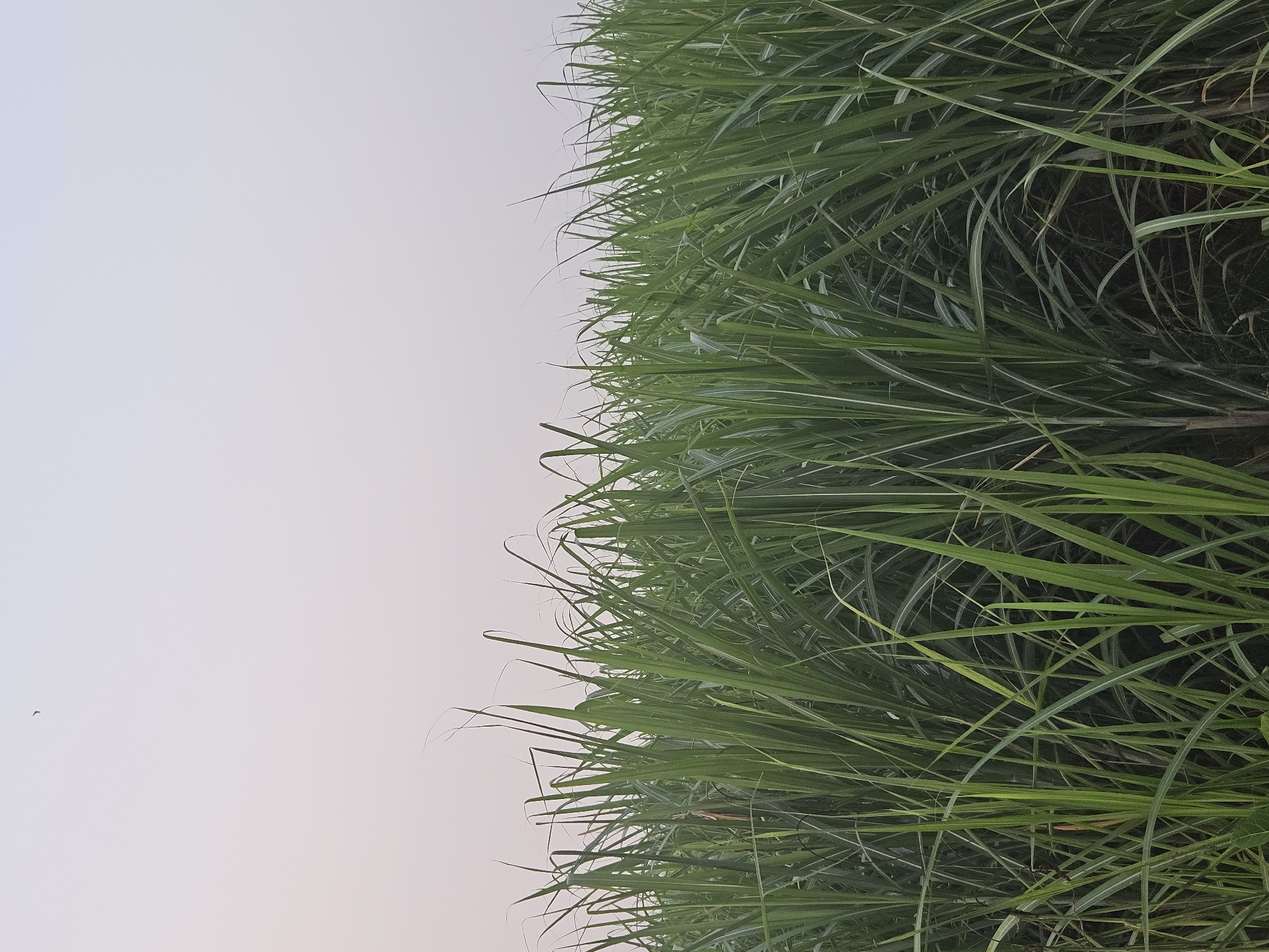 The image depicts a dense field of tall, green sugarcane plants under a pale, overcast sky. The stalks are thick and leafy, with long, blade-like leaves that fan out and overlap, creating a textured wall of green. Some leaves have delicate, wispy tips that curve gently. The foreground shows the lower portions of the sugarcane, where the stalks are visible, and the ground is dark, suggesting rich soil. In the upper portion of the image, the sky is a uniform, soft gray, with no visible sun or clouds, indicating a muted or hazy atmosphere. A tiny, dark speck, possibly a bird or insect, is visible in the upper left quadrant of the sky. The image is taken from a low vantage point, looking across the field, emphasizing the scale and uniformity of the sugarcane crop. There are no people or animals clearly visible in the scene. The overall impression is one of natural abundance and agricultural cultivation.