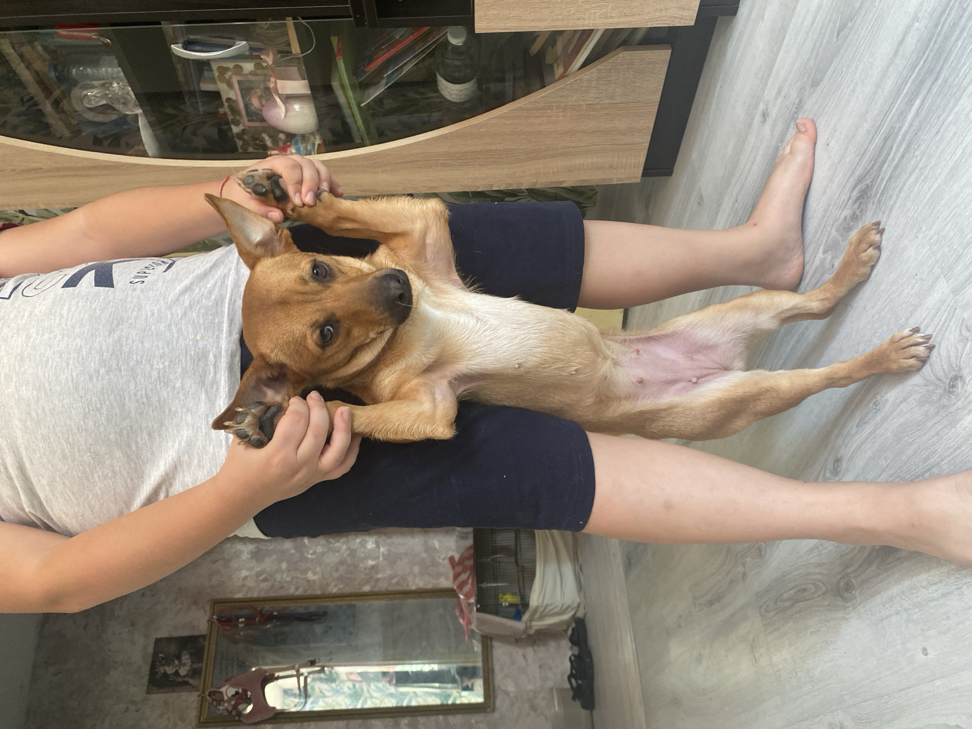 A medium-shot, full-body photograph captures a young person holding a small, light brown dog upright by its front legs. The dog is positioned in the center of the frame, facing the camera with its head tilted slightly to the left. Its ears are perked upwards, and its mouth is closed. The person's arms are visible around the dog's body, and their legs are visible below. The person is wearing a gray t-shirt with dark blue shorts. The dog is wearing no clothing or accessories.
The background consists of an indoor setting. To the left, a patterned wall is visible, with a mirror hanging on it. Below the mirror, a bird cage is partially obscured by a white sheet. In the center of the frame, a light-colored wooden floor is visible. To the right, a tall, dark brown cabinet with glass shelves is present, filled with various items including bottles, books, and decorative objects. The lighting appears to be natural daylight. The overall scene depicts a casual, domestic moment.