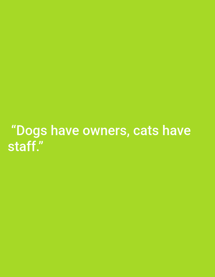 The image displays a bright green background with white text. The text reads: "Dogs have owners, cats have staff." There is no discernible location in Kępno, Poland, nor are there any people, subjects, objects, or actions depicted. The image is solely composed of text on a solid color background.