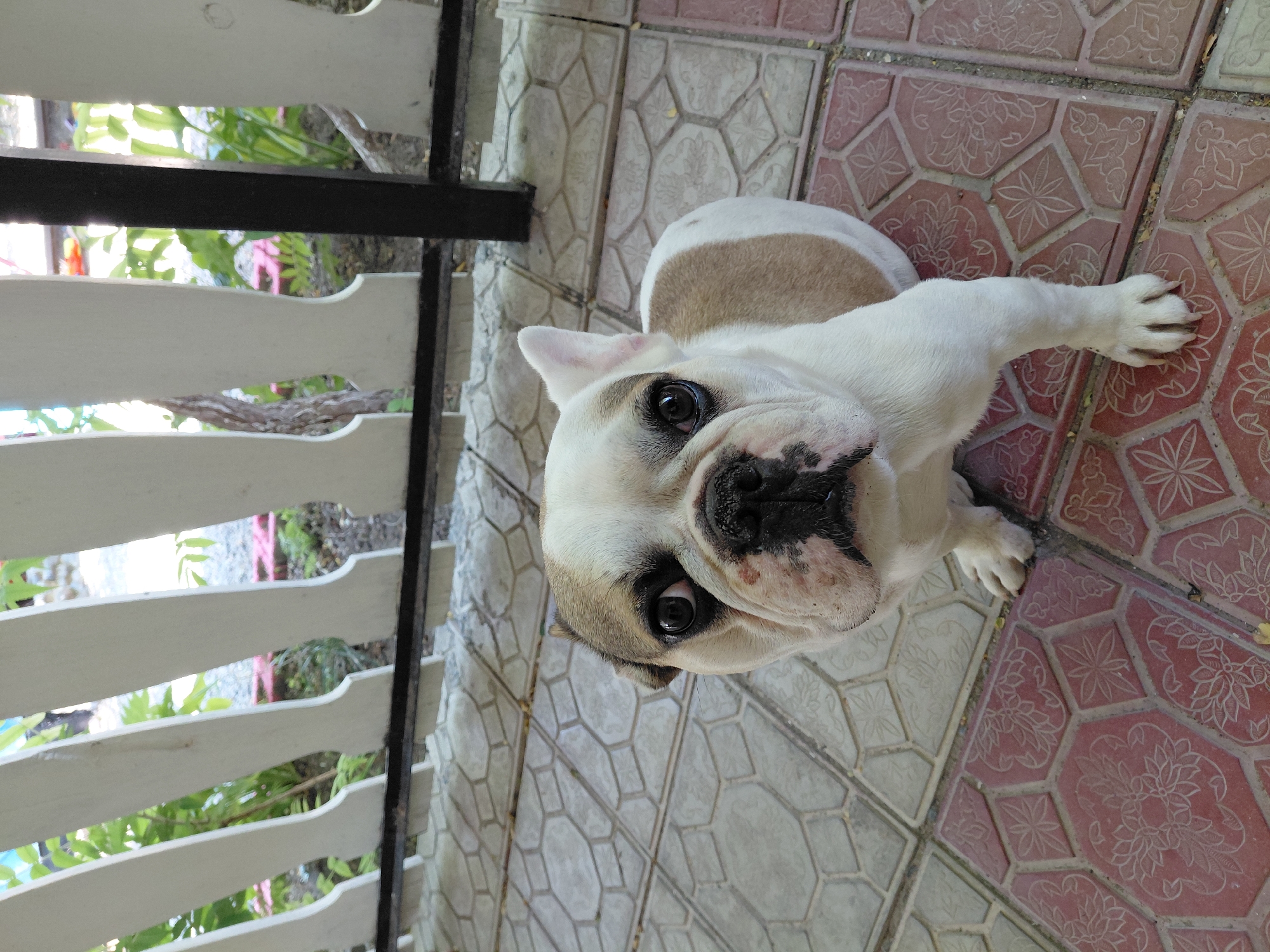 A French bulldog with white and tan coloring sits on a tiled patio. The dog is looking directly at the camera with a slightly concerned expression. The patio tiles are a mix of grey geometric patterns and red tiles with floral designs. In the background, a white picket fence partially obscures a garden with green foliage. The scene appears to be outdoors in a residential area, possibly in the city of Ақши, Kazakhstan, given the context provided. There are no people present in the image.