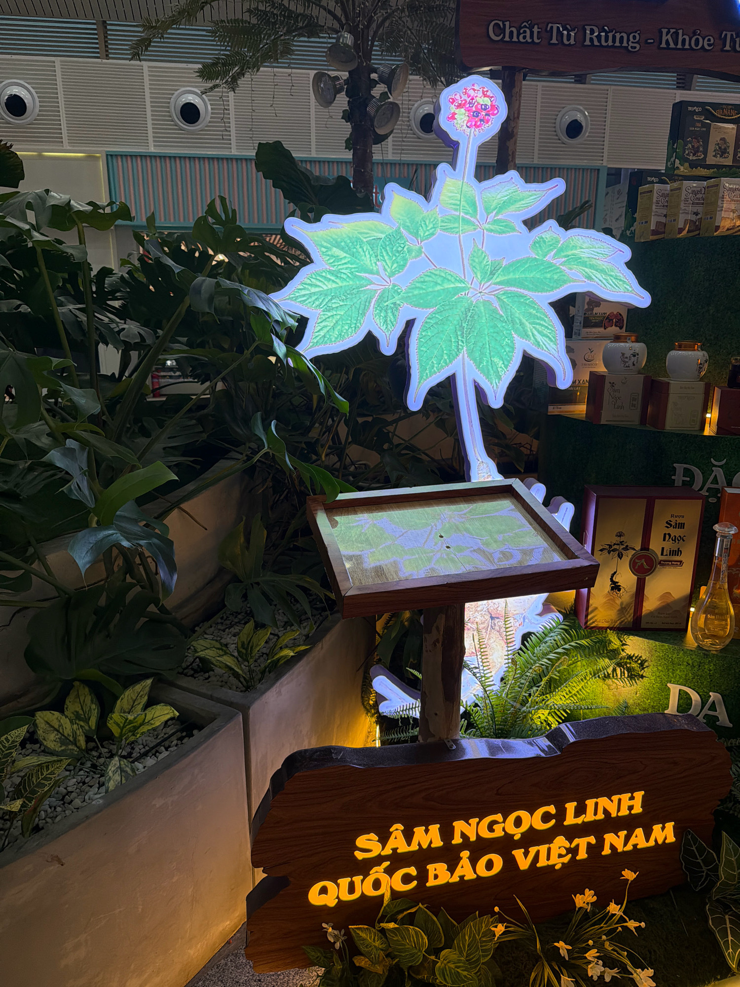 The image shows a display that appears to be for a product called "Sâm Ngọc Linh" (Ngoc Linh Ginseng) in Đà Nẵng, Vietnam. The display features a large, illuminated cutout of a ginseng plant with red berries. Beneath the plant cutout is a wooden frame with a glass or plastic cover, possibly displaying information or an image related to the product. In the foreground, a wooden sign with illuminated yellow lettering reads "SÂM NGỌC LINH QUỐC BẢO VIỆT NAM" (Ngoc Linh Ginseng Vietnamese National Treasure). The display is surrounded by lush green foliage, including large-leafed plants and ferns, and is set against a backdrop of shelves displaying various products in boxes and jars. The overall ambiance suggests a retail or exhibition setting, likely indoors given the ceiling structure visible in the background, which has a textured pattern and circular fixtures. The lighting is artificial, creating a warm and inviting atmosphere. There are no people visible in the image.