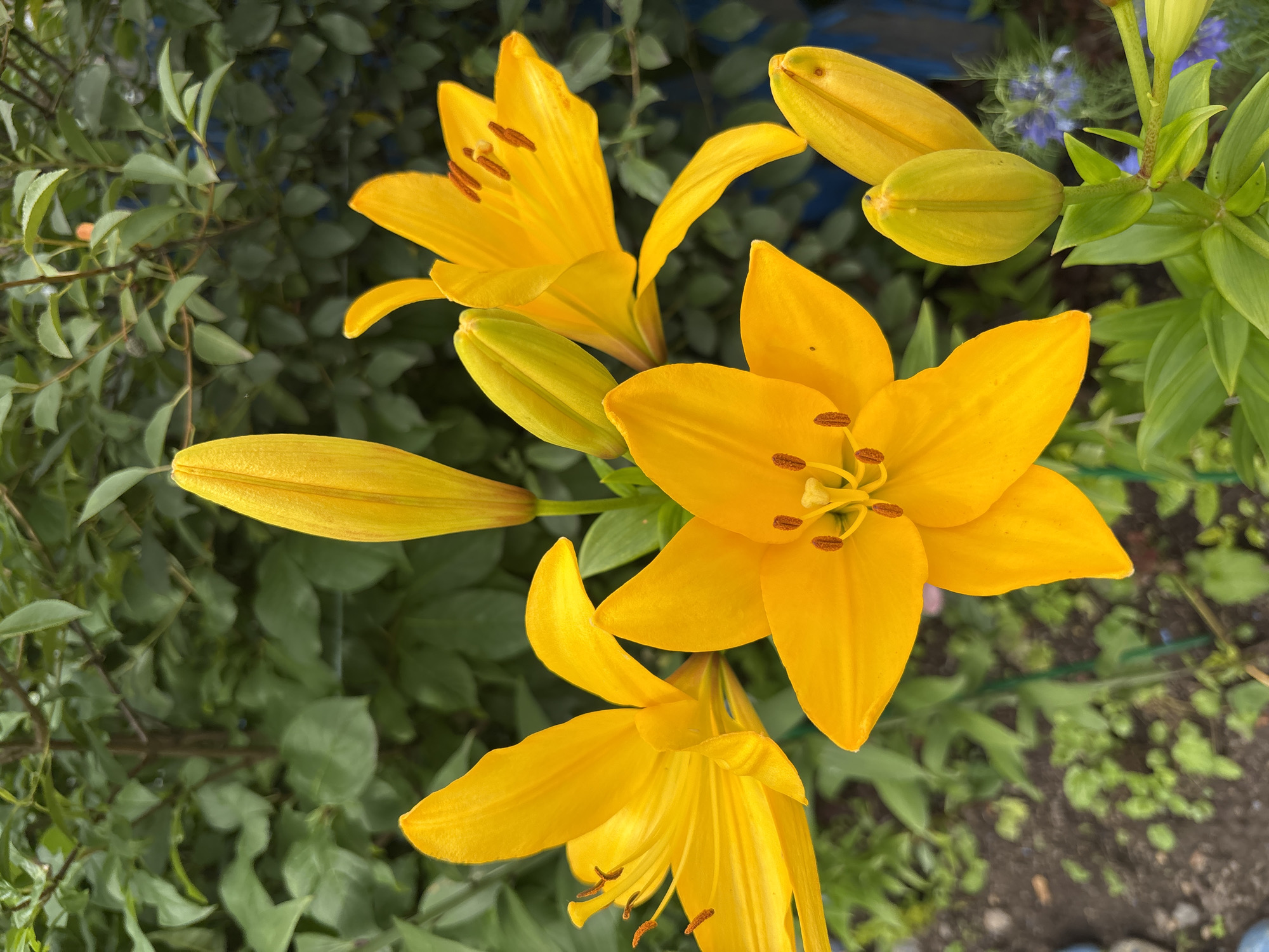 The image shows a close-up of several bright yellow lilies in bloom, with some buds also visible. The lilies are in a garden setting, with green foliage and dark soil in the background. The lighting suggests it is daytime, likely outdoors. There are no people or animals visible in the image. The scene appears to be a natural or cultivated garden.