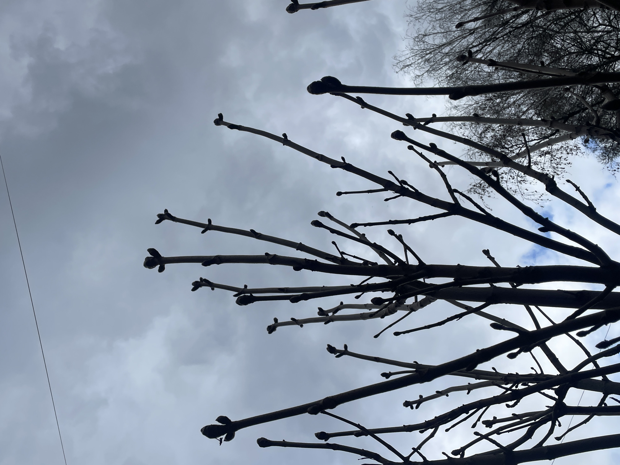 The image is taken from below, looking upwards at bare tree branches silhouetted against a cloudy, overcast sky. The branches are dark, and the buds are visible on the ends of the twigs. A thin power line is faintly visible running horizontally across the lower left corner of the image. The location is suggested to be Moscow, Russia, but there are no specific landmarks or details in the image to confirm this. The photo appears to have been taken in late winter or early spring before the trees have leafed out.