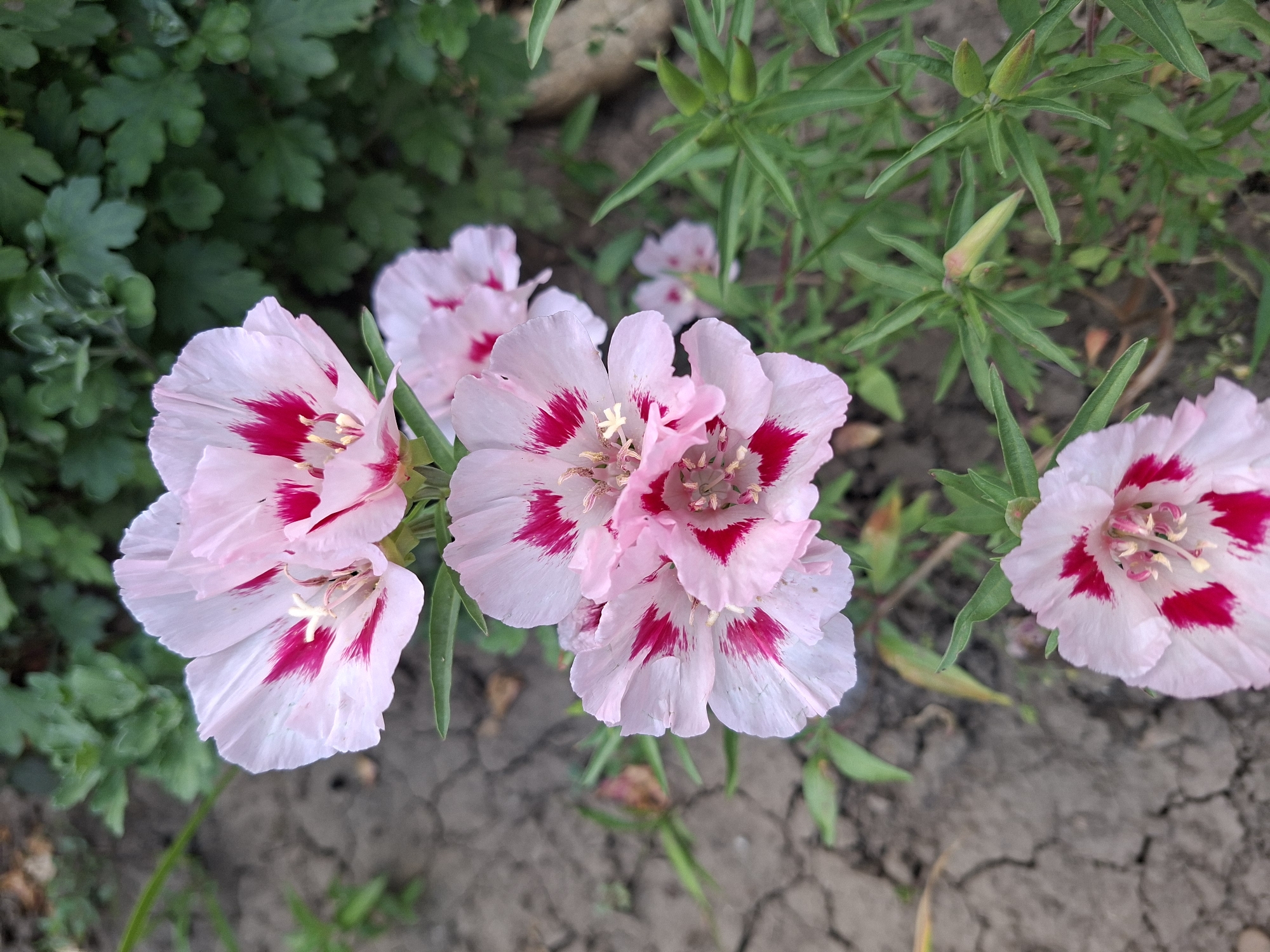 This is a close-up, eye-level, outdoor photograph of several pink and white flowers with red markings. The flowers are in the foreground and are in focus. They appear to be Godetia flowers, also known as satin flowers or farewell-to-spring. The flowers have five delicate petals with ruffled edges, and each petal is predominantly white with a vibrant fuchsia or deep pink blotch near the center. The stamens are thin and yellow. The flowers are arranged in a cluster on thin green stems. In the background, out of focus, are green leafy plants and dry, cracked soil. There are also a few small, green, bud-like structures visible on some of the stems. The lighting suggests it is daytime, possibly overcast or in shade. The scene is located in Gorkovskiy, Russia. There are no people or animals in the image.