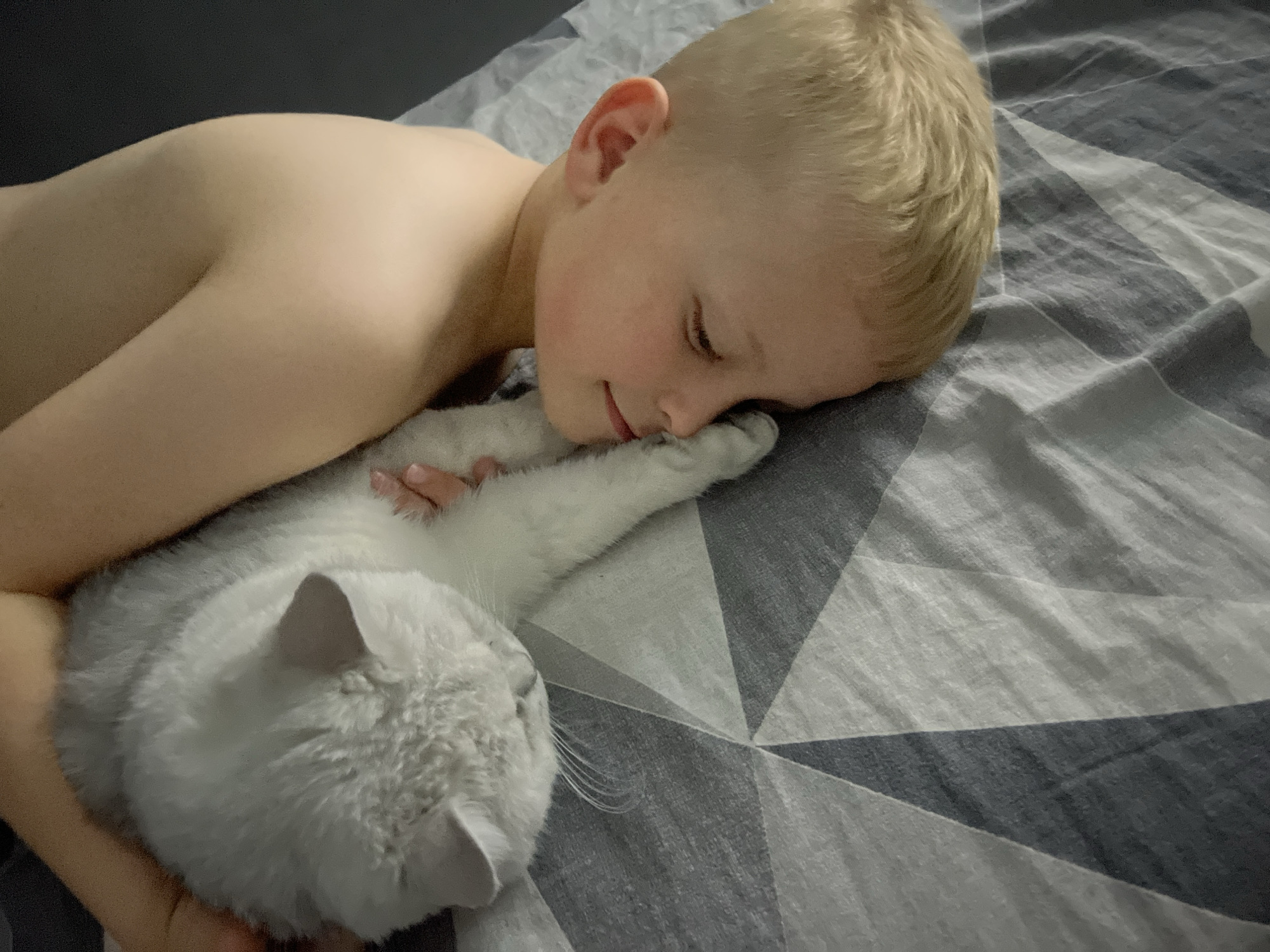 A blond-haired child is lying on a gray and white patterned bed, with his arm around a fluffy white cat. The child's eyes are closed, and he appears to be sleeping. The cat is also lying down, with its eyes closed. The environment appears to be a bedroom. The city and specific location are unknown.