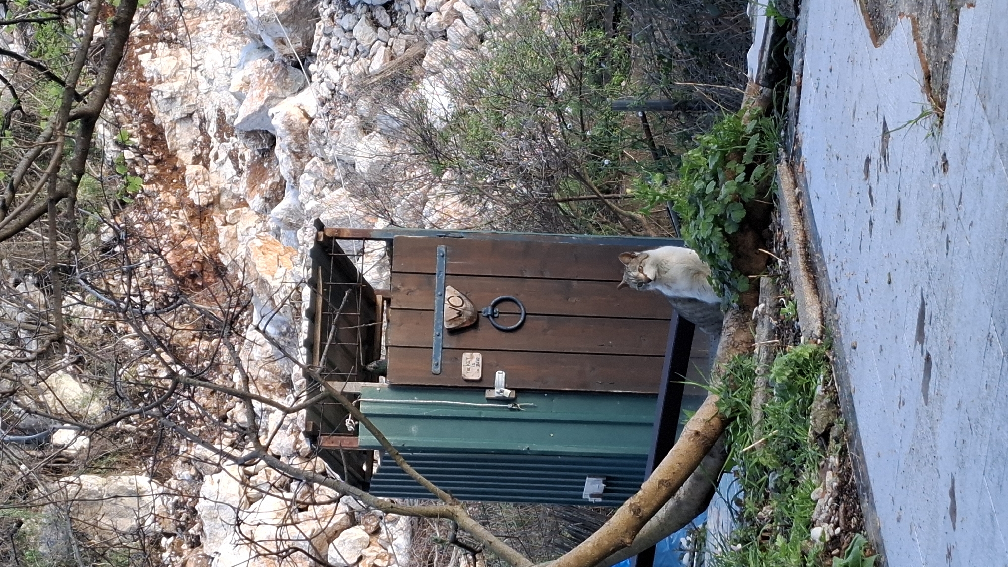 The image shows a cat sitting atop a structure that appears to be a shed or small building with a brown wooden door. The structure is situated near a stone wall or rock formation, with some greenery around it. The cat is positioned on the edge of the roof. The scene seems to be in a somewhat natural or outdoor setting, possibly in Unknown, Unknown.