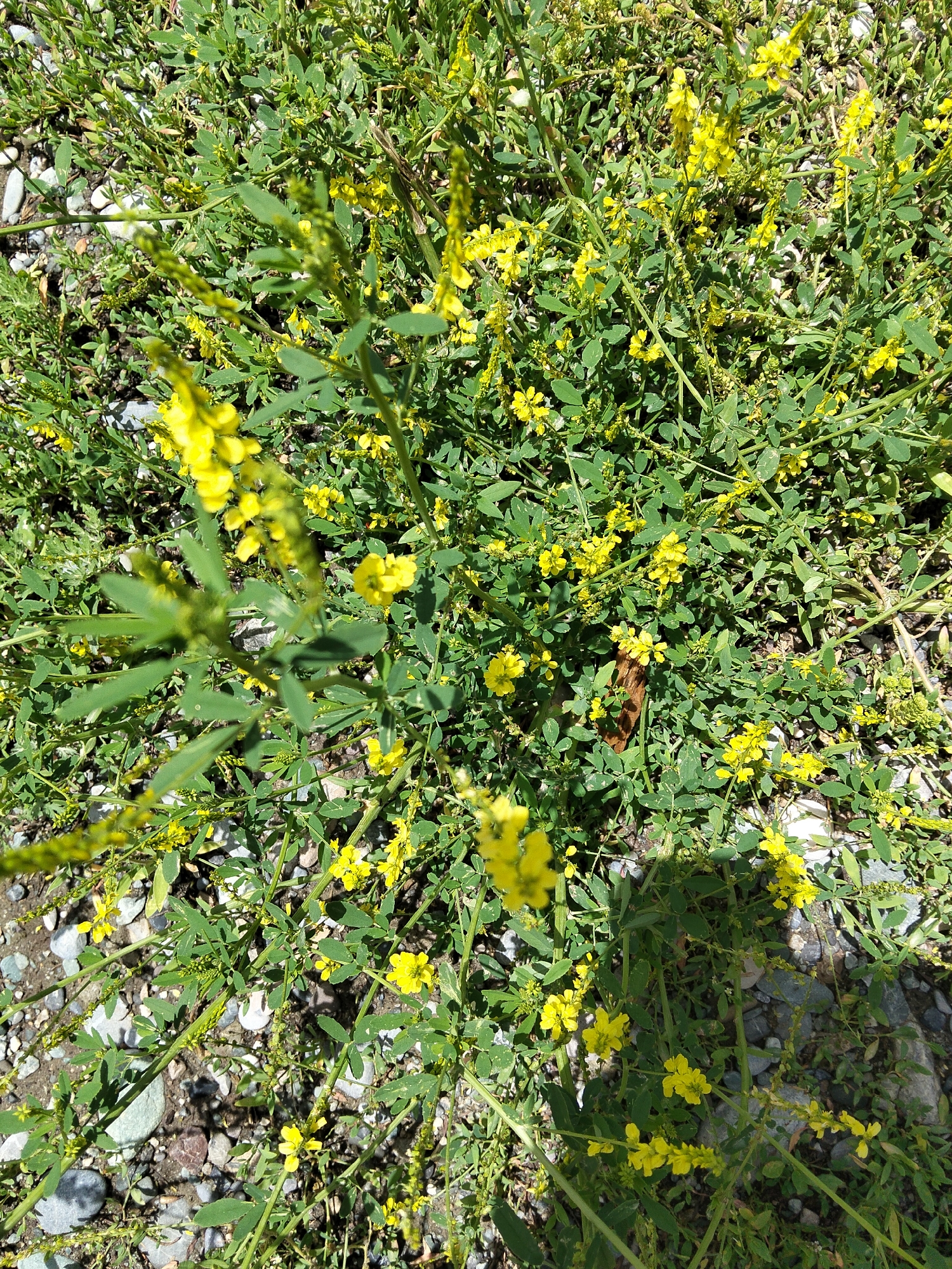 A close-up, top-down view shows a patch of yellow wildflowers growing amidst gravel and dry earth. The flowers, small and clustered on thin green stems, are densely packed, creating a carpet of yellow against the muted background. The surrounding environment appears arid, with scattered grey and white pebbles forming the ground. No people or animals are visible in the frame. The scene suggests an outdoor setting in a natural, possibly undeveloped area, consistent with the outskirts or natural landscapes of At-Bashy, Kyrgyzstan.