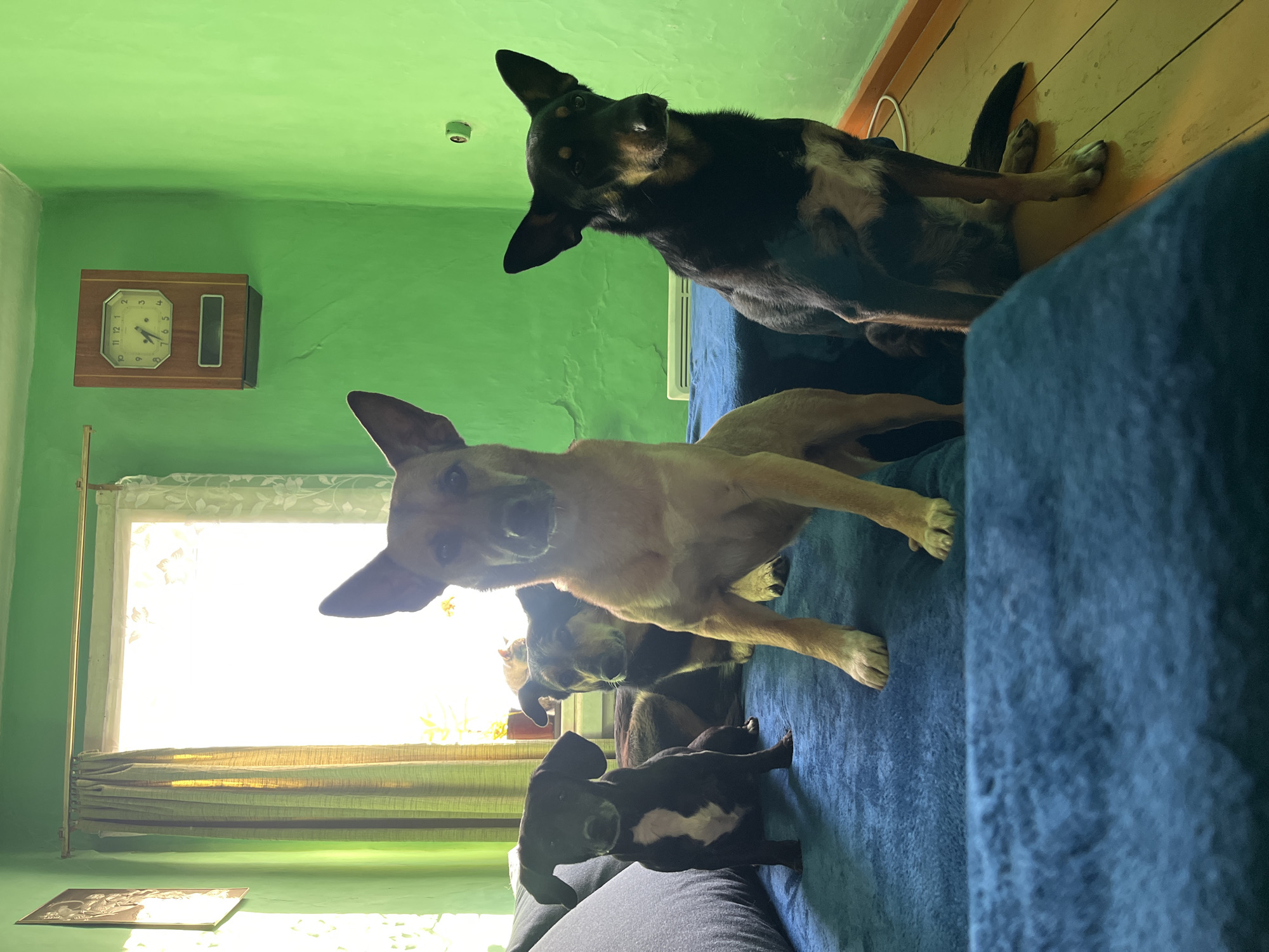 The image shows four dogs on a blue sofa in a room with green walls. A clock is visible on the wall, along with a window to the left. A dark colored dog with pointed ears is in the upper part of the image, behind a tan dog with upright ears. A small black and white puppy lies on the bottom of the couch. The scene appears to be indoors during daylight hours. The image was not taken in Nizhny Tagil, Russia.