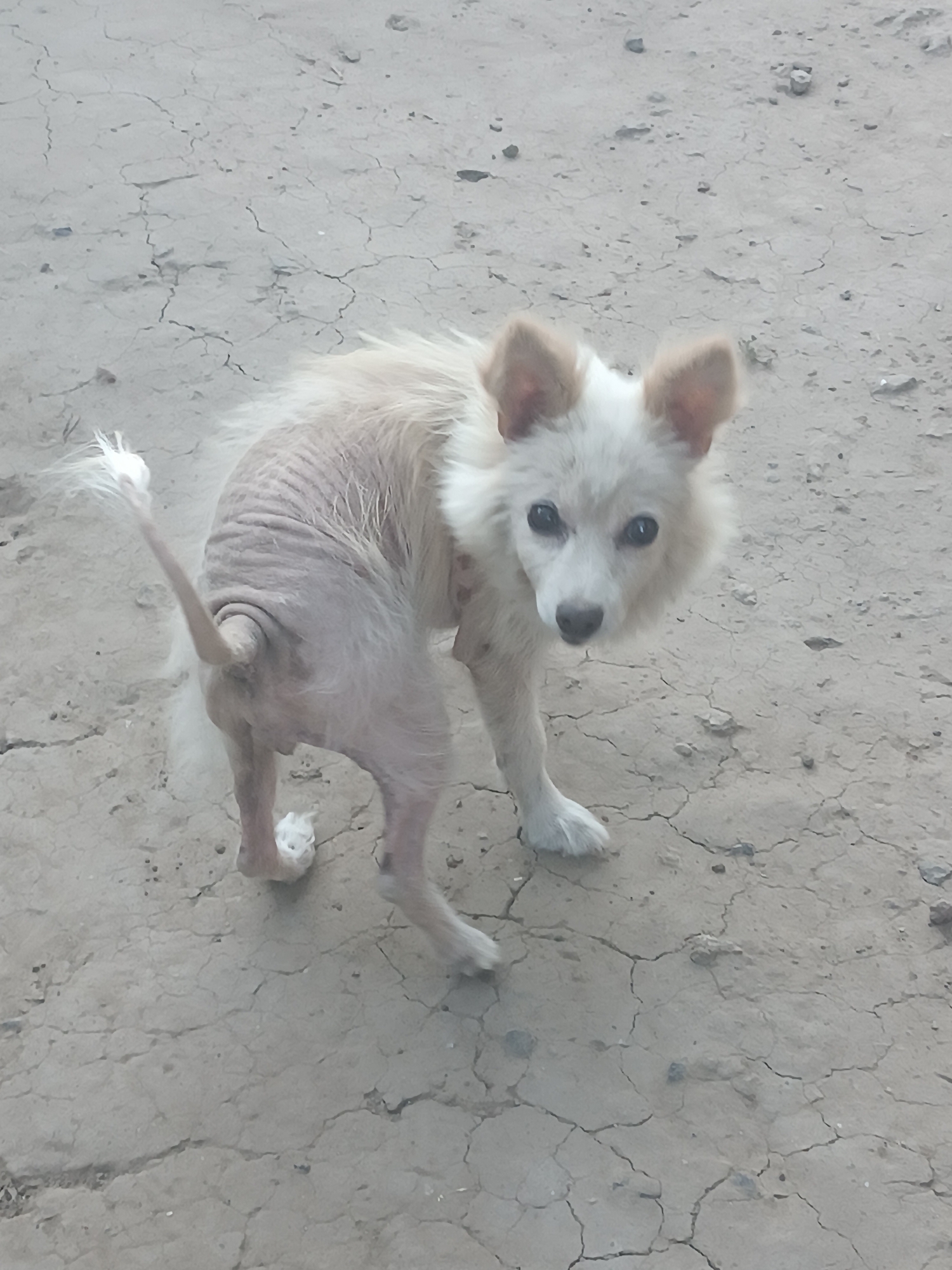 In Vypasne, Ukraine, a small, light-colored dog with patchy fur stands on a dry, cracked ground. The dog's body is mostly bare, with only tufts of fur on its head, ears, tail, and paws. Its tail is held high and curves to the left. The dog is looking towards the camera with dark eyes and a slightly tilted head. The ground appears to be dirt or dry mud, with visible cracks and scattered small stones or debris. The lighting suggests an outdoor setting during the day.