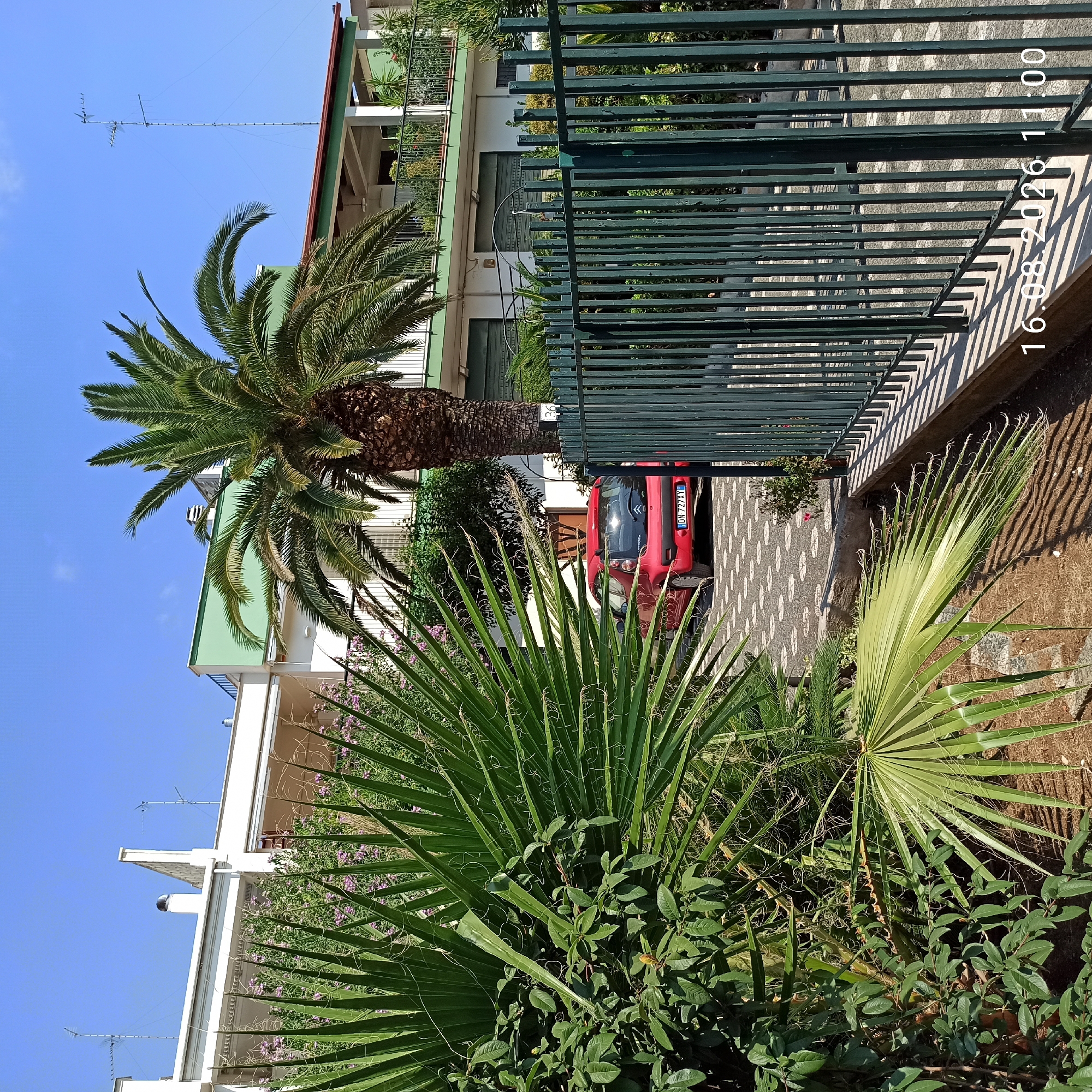 In Terlizzi, Italy, a red Citroen C1 is parked on a patterned driveway in front of a two-story building. The building has white walls, green accents, and balconies with railings. A tall palm tree stands prominently in front of the building, with large green fronds partially obscuring the view. Lush green foliage, including bushes and smaller palm leaves, surrounds the driveway and extends towards a dark green metal fence that borders the property. The sky is clear and blue, indicating a sunny day. A timestamp in the bottom right corner reads "16.08.2026 11:00."