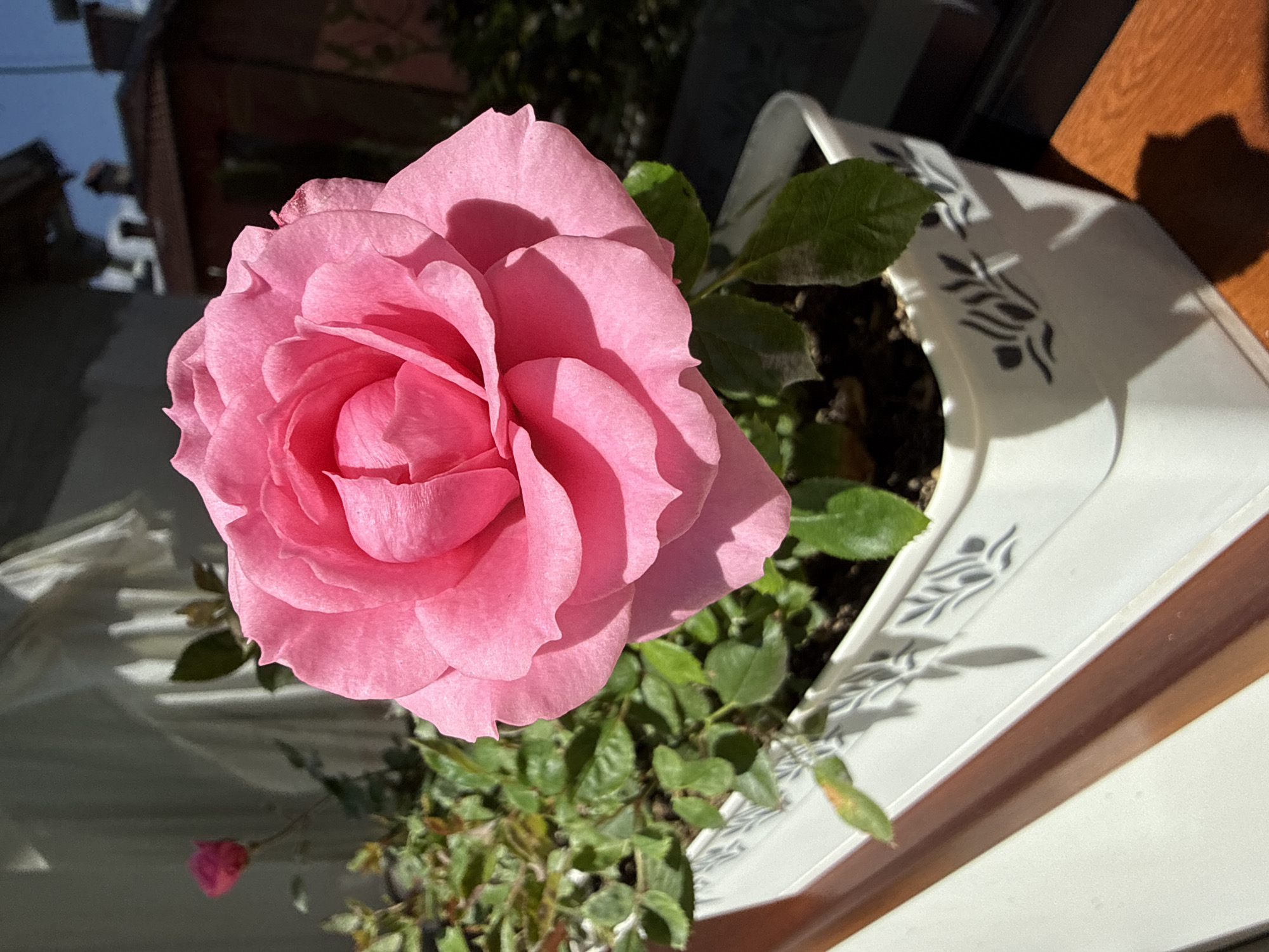 A close-up, slightly high-angle shot captures a vibrant pink rose in full bloom, positioned prominently in the foreground. The rose's petals are layered and textured, with soft shadows highlighting their curves. Behind the rose, a white planter with a decorative blue floral motif is visible, containing the rose plant and its green foliage. Sunlight casts distinct shadows, suggesting a bright, clear day.
In the background, out of focus, are hints of a building with dark brickwork and what appears to be a window or balcony. The overall setting seems to be outdoors, possibly a balcony or garden, given the presence of the planter and the natural light. A small, unopened pink rosebud is visible to the lower left of the main rose. The image conveys a sense of natural beauty and tranquility, with the focus solely on the rose and its immediate surroundings. There is no visible text in the image. The time of day appears to be late morning or early afternoon due to the strong sunlight and shadows. The location context of Sofia, Bulgaria, suggests this could be a common garden or balcony scene in the city.