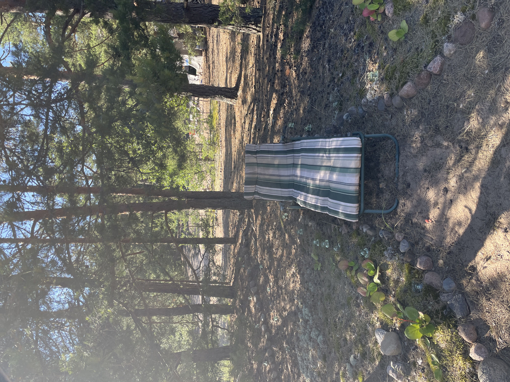 A striped lounge chair sits on a sandy path in a wooded area. The chair is positioned centrally in the foreground, angled slightly to the left. Surrounding the chair is a ground covered with pine needles, small rocks, and patches of moss. In the background, tall pine trees cast shadows across the ground. Scattered amongst the pine needles are several clear glass insulators, some resting on the ground and others embedded in small mounds of earth. A rough line of rocks delineates a border to the left of the chair. The overall lighting suggests it is daytime, with sunlight filtering through the tree canopy. No people are visible in the image. The environment appears to be a natural setting within or near a wooded residential area, potentially Zelenaya Roshcha, Russia.