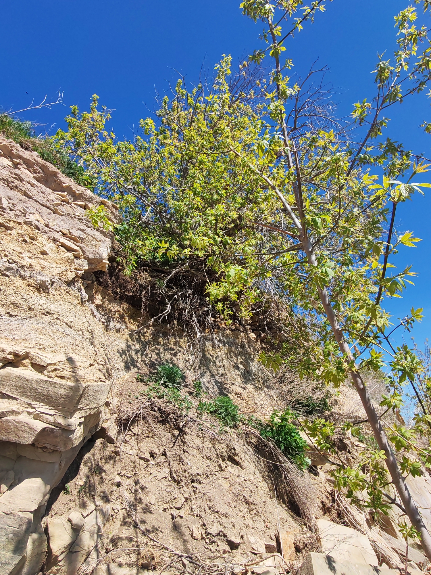 The image shows a rocky embankment or cliff face in an outdoor environment, likely a natural setting. The cliff is composed of light-colored, sedimentary rock with visible layering and fractures. A bush or small tree with light green foliage grows from the top of the embankment, with visible roots extending down the exposed soil. A slender tree with green leaves is positioned in the foreground. The sky is visible in the background, clear and blue. The location is Икское Устье, Russia.