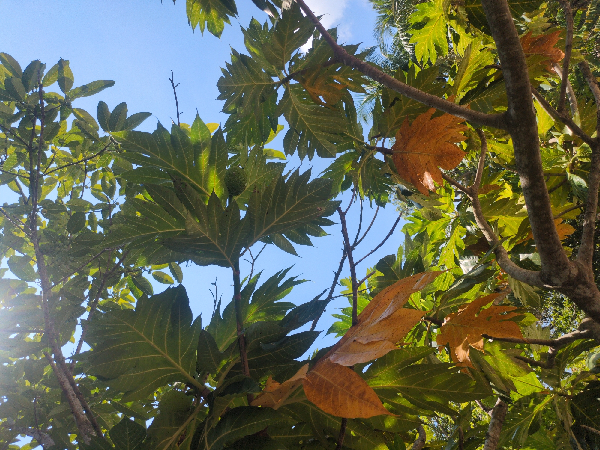 The image shows a view looking up into a tree with large, deeply lobed leaves. Some leaves are green, while others are yellow-brown. Tree branches are visible against a blue sky. A single green breadfruit is visible among the leaves. The location is Phú Quốc, Vietnam.