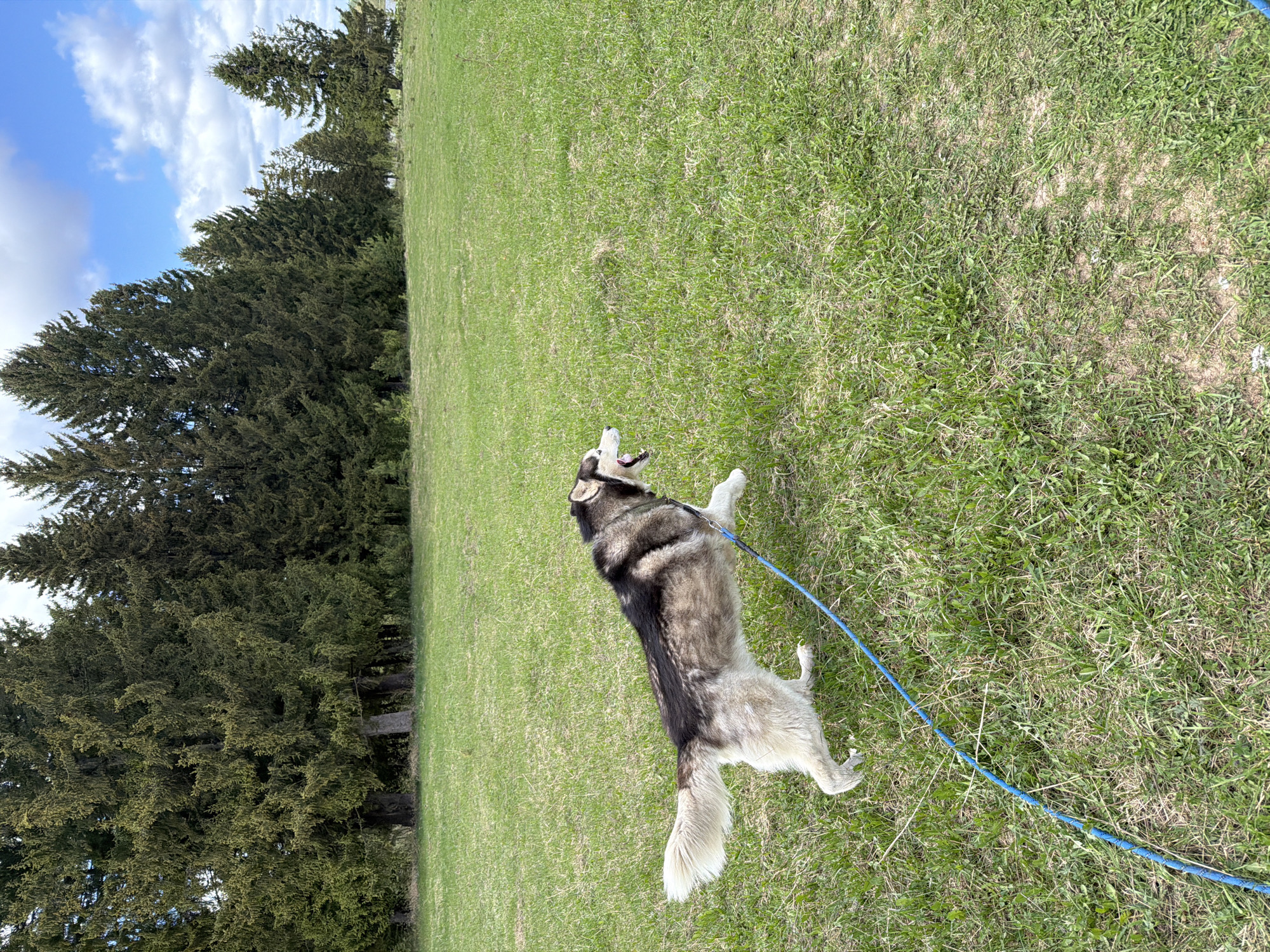 A medium shot shows a gray-and-white Alaskan Malamute or Siberian Husky standing on its hind legs in a grassy field. The dog is leashed with a bright blue rope. The dog appears to be looking up and panting. The grass in the field is patchy and varied in color. In the background is a line of tall green trees. A blue sky with white clouds is visible above the trees. The location is Фоки, Russia.
