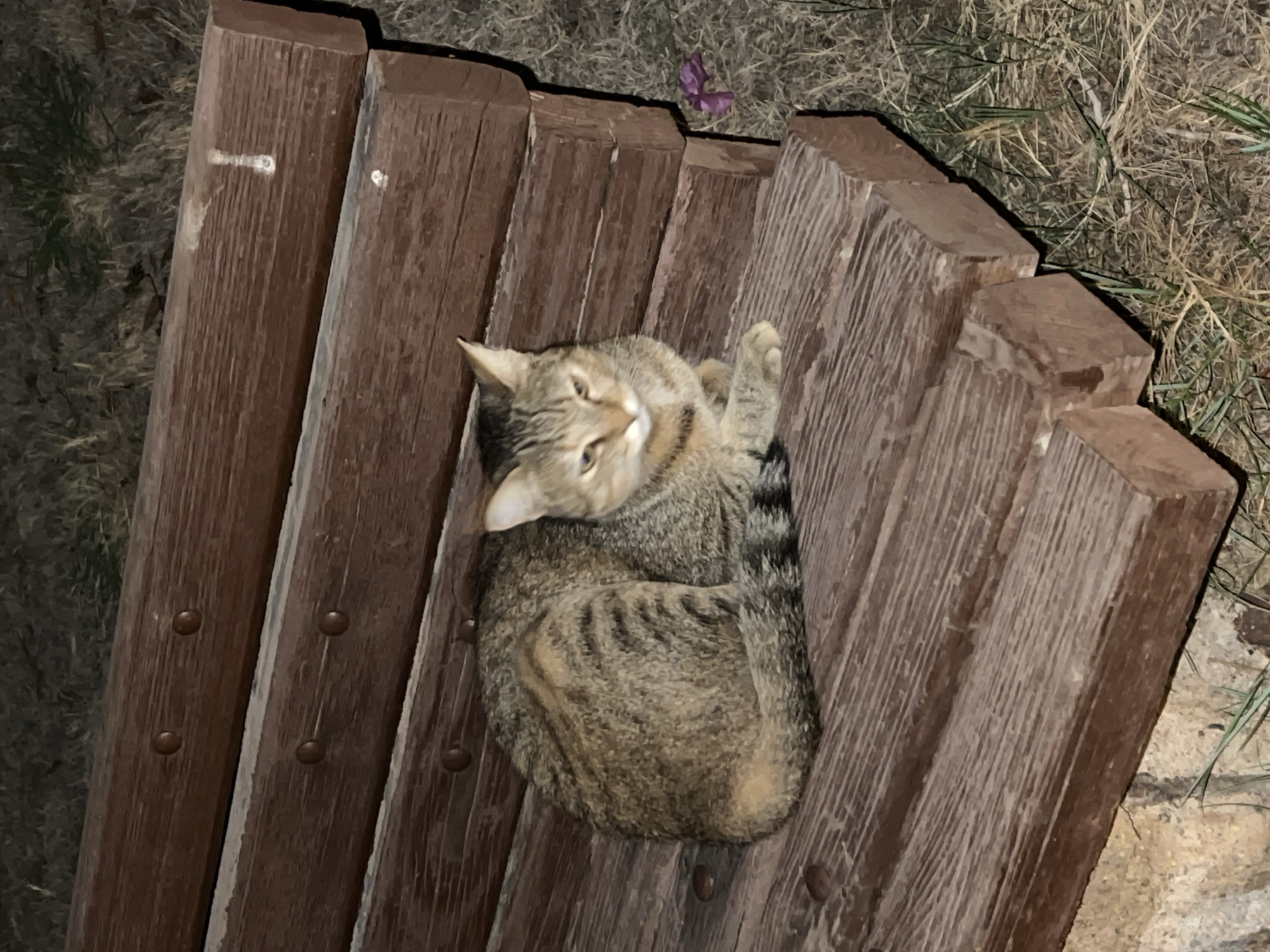 A medium shot captures a tabby cat curled up on a weathered wooden park bench in Sharm El Sheikh, Egypt. The cat, with its grey and brown striped fur, is facing forward, its eyes partially closed. The bench is made of thick, dark brown wooden planks, showing signs of age and wear. The planks are fastened with visible metal rivets. The background is out of focus, showing dry grass and soil, suggesting an outdoor setting, possibly a park or garden. A small, purple flower is visible on the ground to the right of the bench. The lighting suggests it is evening or nighttime, with artificial light illuminating the scene.