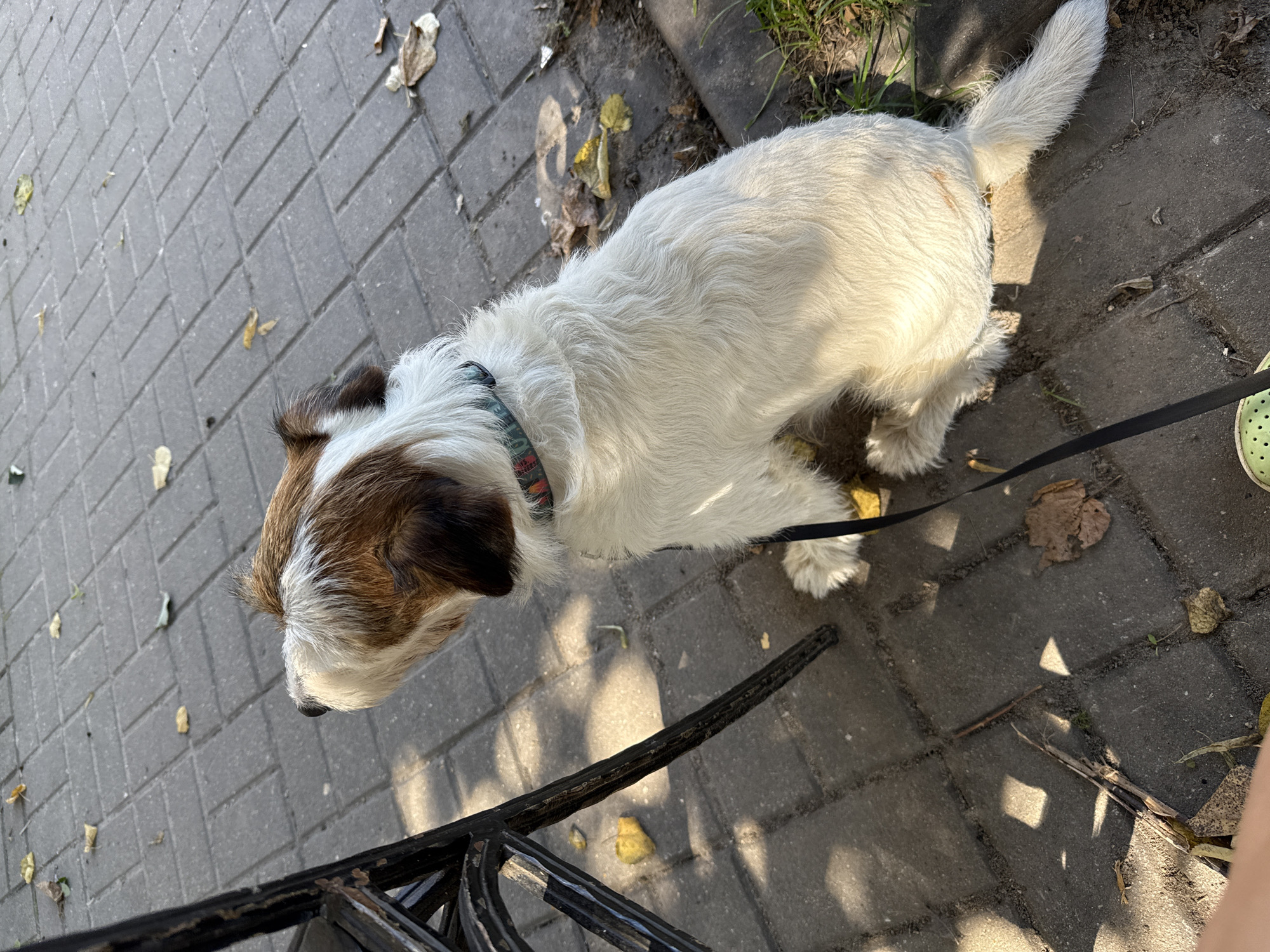 A medium-sized, shaggy white and brown dog with a speckled collar sits on a paved area, likely a sidewalk or patio, in Tarusa, Russia. The dog faces away from the camera, looking upwards and to the left. A black leash is attached to its collar and trails on the ground. Fallen leaves are scattered across the gray paving stones, and a shadow of a metal chair leg falls across the scene. The ground appears to be a mix of paving stones and dirt, with a patch of grass visible on the right side. The lighting suggests it is daytime, with sunlight casting distinct shadows.