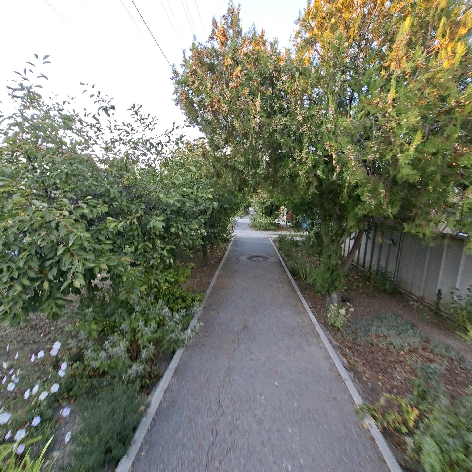 The image shows a paved pathway in Anapskaya, Russia, bordered by trees and shrubbery on both sides. The pathway appears to be a walkway or bike path, with a gray asphalt surface. On the left side of the path, there are dense green bushes and trees, with some scattered white and pink flowers on the ground near the edge. On the right side of the path, there are more trees, some with autumn foliage, and a light-colored fence. The sky is visible in the upper portion of the image, with power lines crossing horizontally. The scene suggests an outdoor environment, likely a park, residential area, or public walkway. There are no people visible in the image. The lighting indicates it might be late afternoon or early morning, given the warm tones in the foliage of the trees on the right. A circular manhole cover is visible in the center of the pathway.