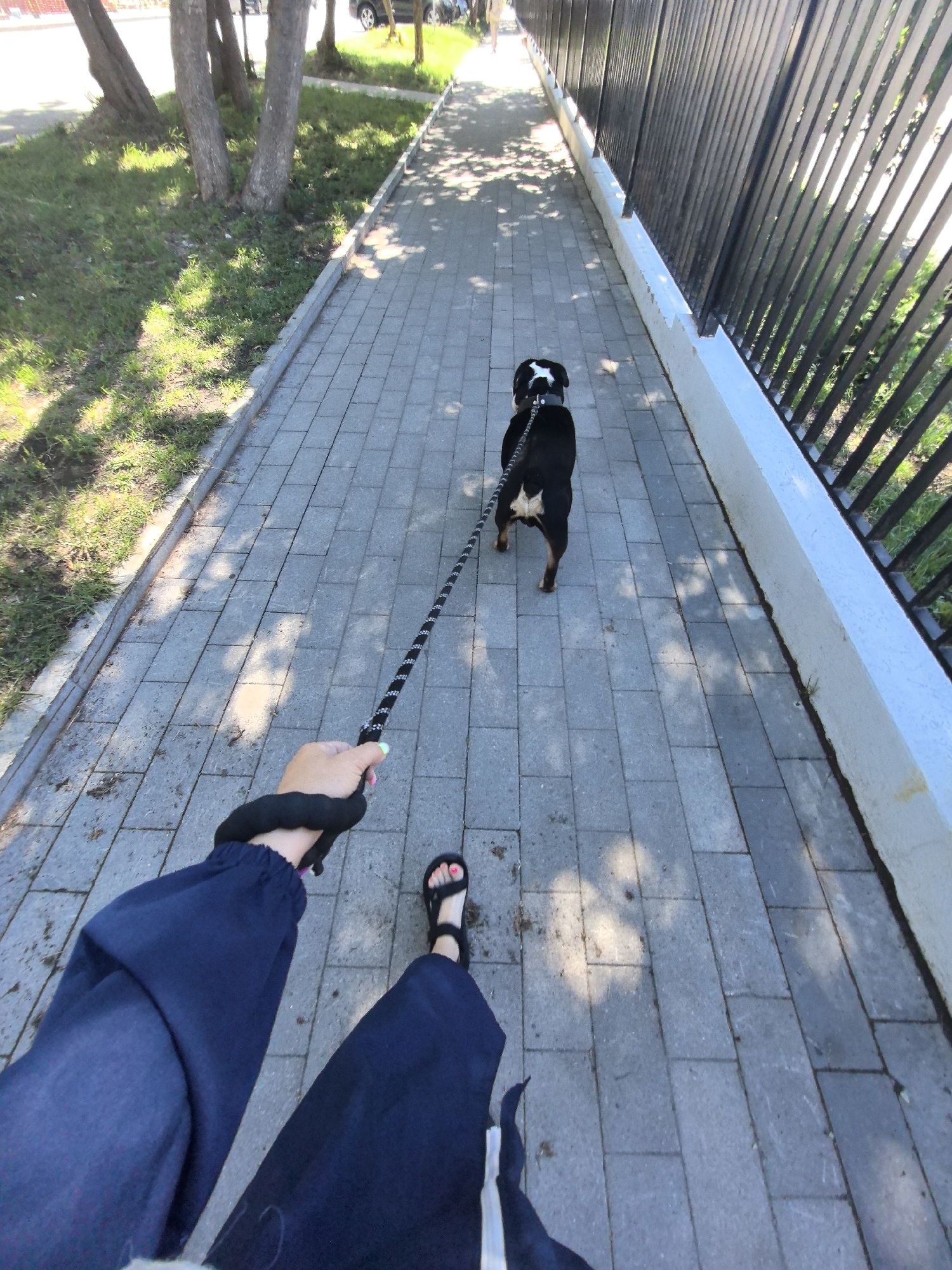 A person is walking a dog on a paved sidewalk. The person is wearing dark blue pants and black sandals. The dog is black and white with a collar and leash. There is a black metal fence to the right of the sidewalk and trees and grass to the left. The scene appears to be in a city, possibly Nizhny Novgorod, Russia, given the style of the fence and paving stones. The sun is casting shadows on the sidewalk.
