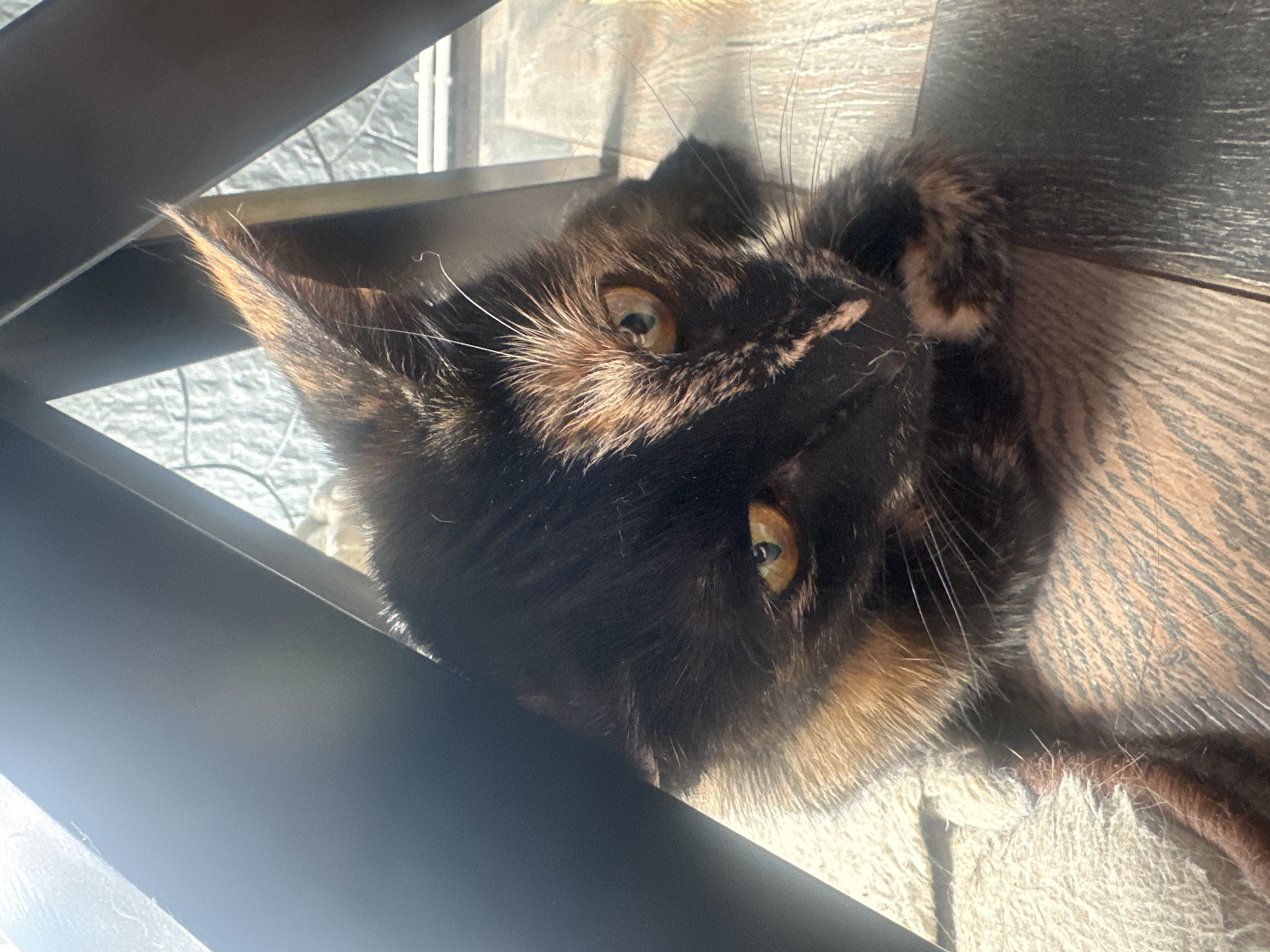 A tortoiseshell cat with yellow eyes is partially obscured by dark furniture, looking directly at the camera. The cat is positioned on a light-colored textured surface to its left and a wooden floor to its right. The background features a textured wall and a window. The scene is illuminated by natural light, creating shadows from the furniture. The location is Virki, Russia.