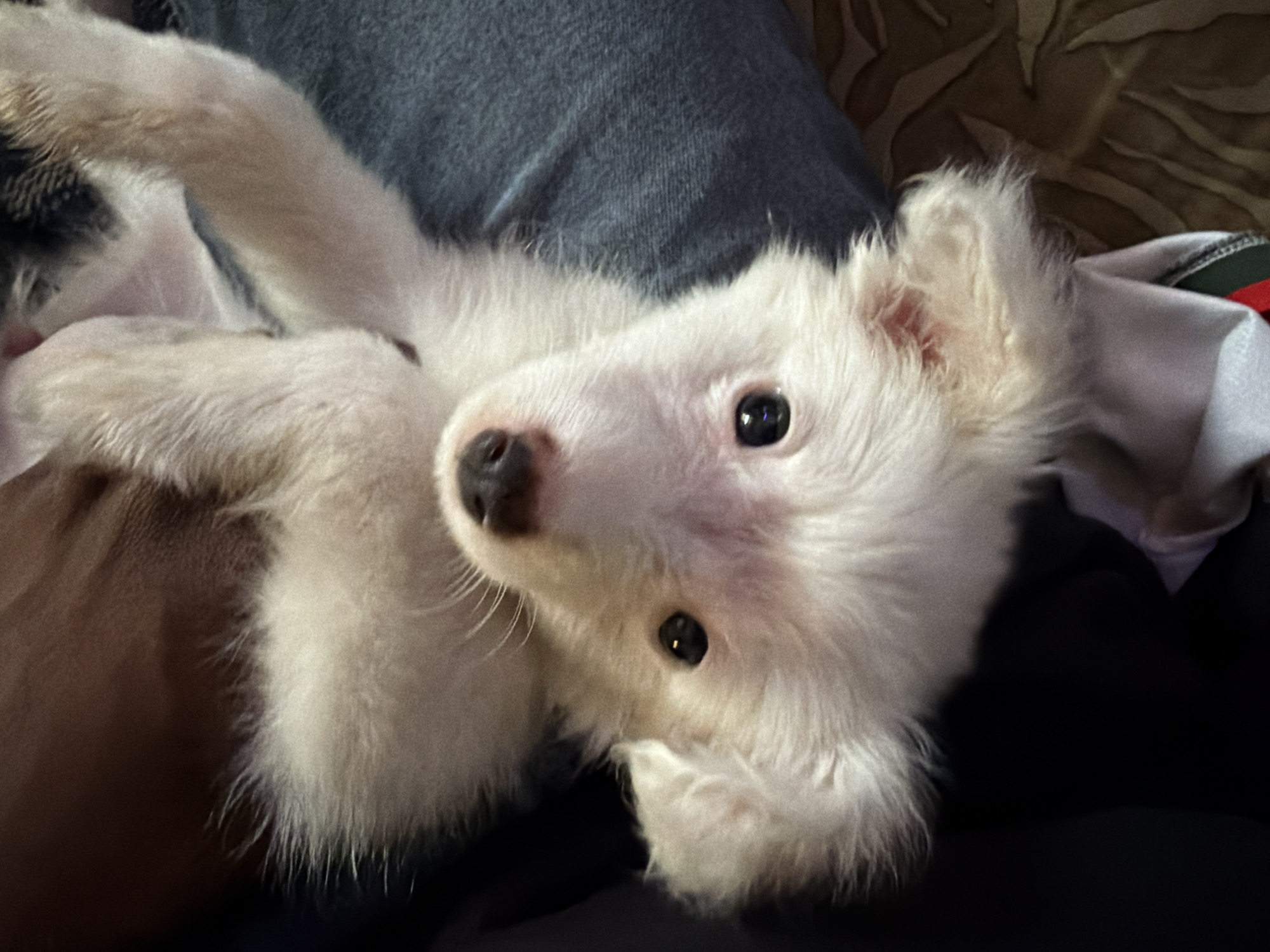 A white puppy is lying on its back, its head tilted upwards, with its ears flopped to the sides. The puppy's eyes are wide and dark, and its nose is black and wet. It appears to be resting on a person's lap, who is wearing blue jeans. The background is dark and out of focus, with hints of a patterned fabric. The image is a close-up, focusing on the puppy's face and chest. The lighting is dim, creating soft shadows. There are no discernible landmarks or environmental cues to suggest a specific location in Dar es Salaam, Tanzania.