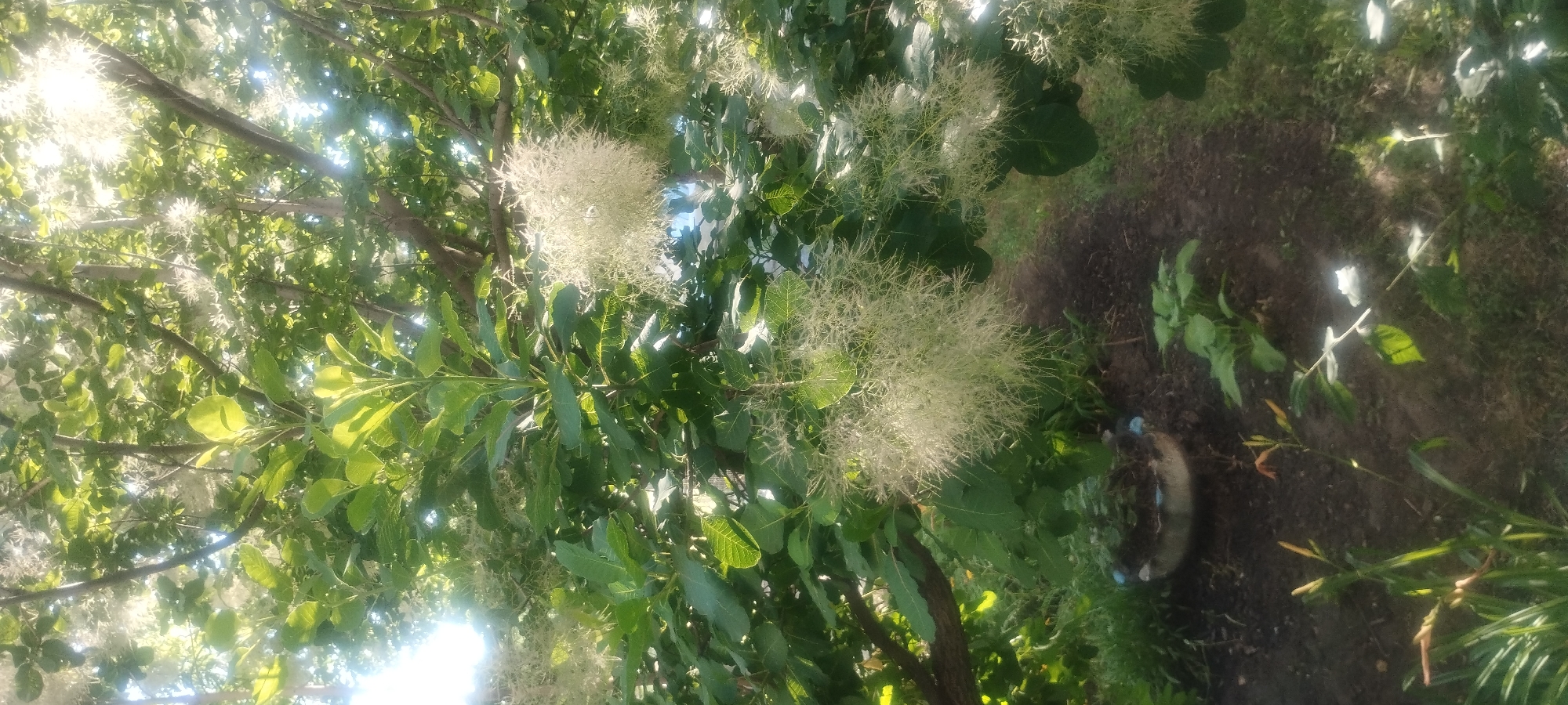 This media file depicts a natural outdoor scene, likely a garden or park, bathed in bright sunlight. The primary subjects are the branches and foliage of a tree, adorned with numerous fluffy, white flower clusters. These clusters give the tree a hazy, ethereal appearance, contrasting with the vibrant green of its leaves. Sunlight filters through the leaves and flowers, creating dappled light and lens flares, suggesting a sunny day.
The ground below the tree is covered in dark soil and some patches of grass. There are hints of other plants, including some with elongated leaves. In the lower right quadrant of the image, a cylindrical object, possibly a planter or a pot, is partially visible and appears to contain soil and some small plants. A few blue objects are scattered around this planter. The overall impression is one of a lush, sun-drenched natural environment.
The time of day appears to be daytime, given the strong sunlight and the brightness of the scene. There are no visible people or animals, nor any text. The location cues, like the type of vegetation and the presence of a planter, are consistent with a temperate climate. The scene evokes a feeling of peace and natural beauty.
