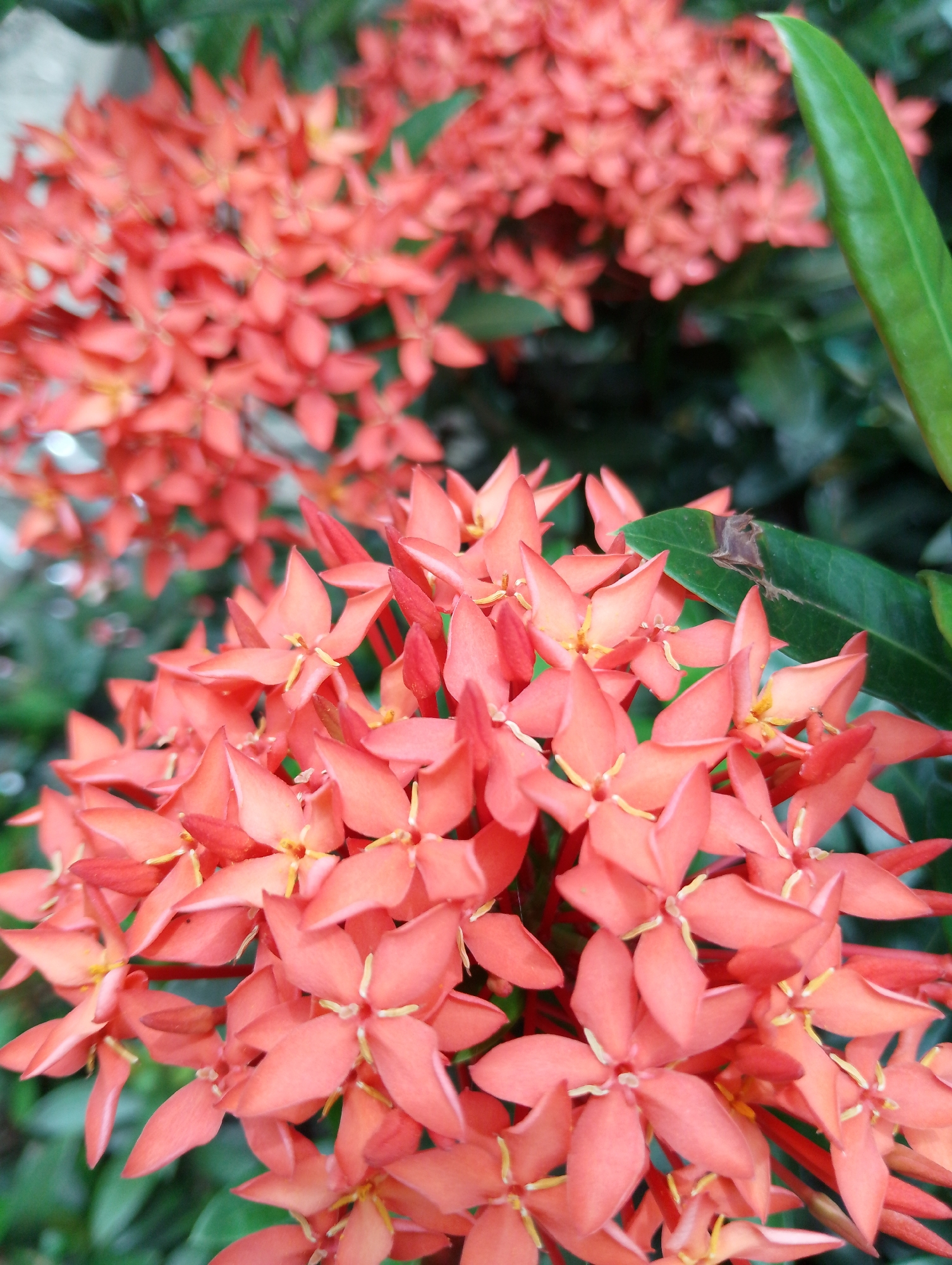 The image shows a cluster of bright orange Ixora flowers with green foliage in the background. The flowers are in full bloom and have a star-like shape with four pointed petals. Some of the flowers are in focus, revealing intricate details, while others are blurred, creating a depth of field effect. The scene is set outdoors, likely in a garden or park in Mesjidbluek, Indonesia, given the lush greenery and the commonality of Ixora as an ornamental plant in tropical regions. There are no people or any discernible human activity in the image. The lighting appears to be natural daylight, casting soft shadows and highlighting the vibrant colors of the flowers.