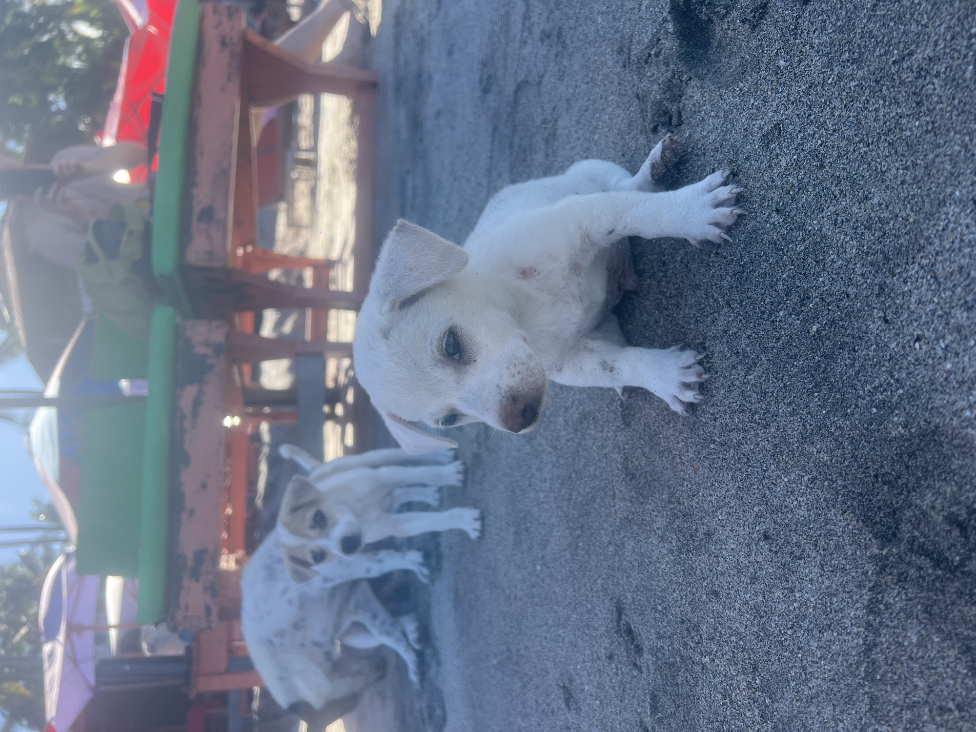 The image shows a beach scene in Karangasem, Indonesia. A white puppy with light brown spots lies on dark sand in the foreground. Another puppy with more prominent spots is partially visible in the background. Behind the puppies is an orange and red wooden structure with a green awning. The photograph's angle suggests it was taken from close to the ground, looking upwards. The light indicates it's either early morning or late afternoon.