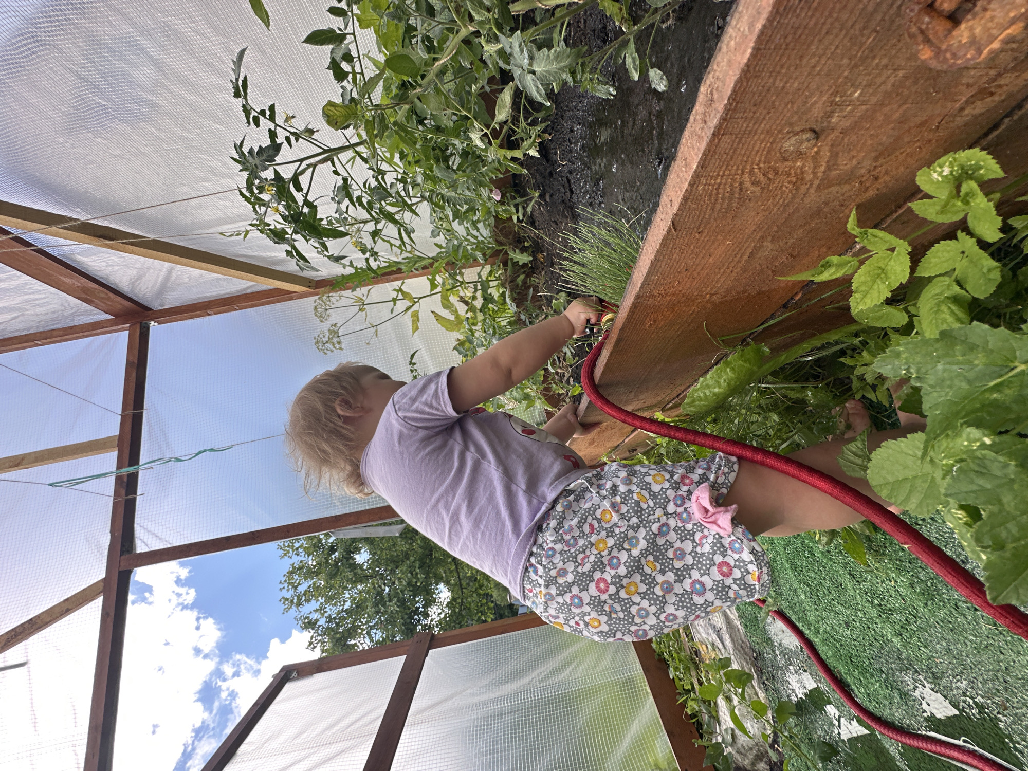 A young child, likely a toddler, is watering plants inside a greenhouse. The child is wearing a light purple t-shirt and grey shorts with a colorful floral pattern and a pink bow. They are holding a red hose and directing water onto the soil and plants. The greenhouse has a wooden frame and is covered with translucent material. Tomato plants and other greenery are visible, growing in raised wooden beds. Outside the greenhouse, trees and a cloudy blue sky can be seen. The image appears to be taken on a sunny day, possibly in a rural or suburban setting within Nizhny Novgorod, Russia.
