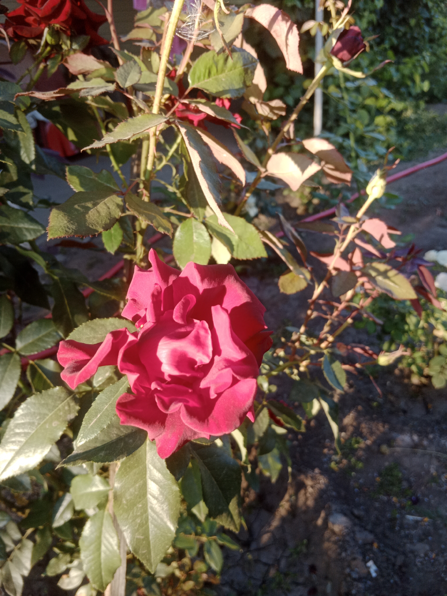 A close-up, eye-level shot captures a vibrant red rose in bloom, its velvety petals unfurled in the warm sunlight. The rose is surrounded by lush, green foliage, with some leaves exhibiting a reddish hue from the light. The background is softly blurred, suggesting an outdoor setting with a garden or natural landscape. Sunlight dapples through the leaves, creating a play of light and shadow on the scene. The image appears to be taken in a garden in Макаров ауылдық округі, Kazakhstan, given the lighting and vegetation. There are no people or animals visible in the frame.