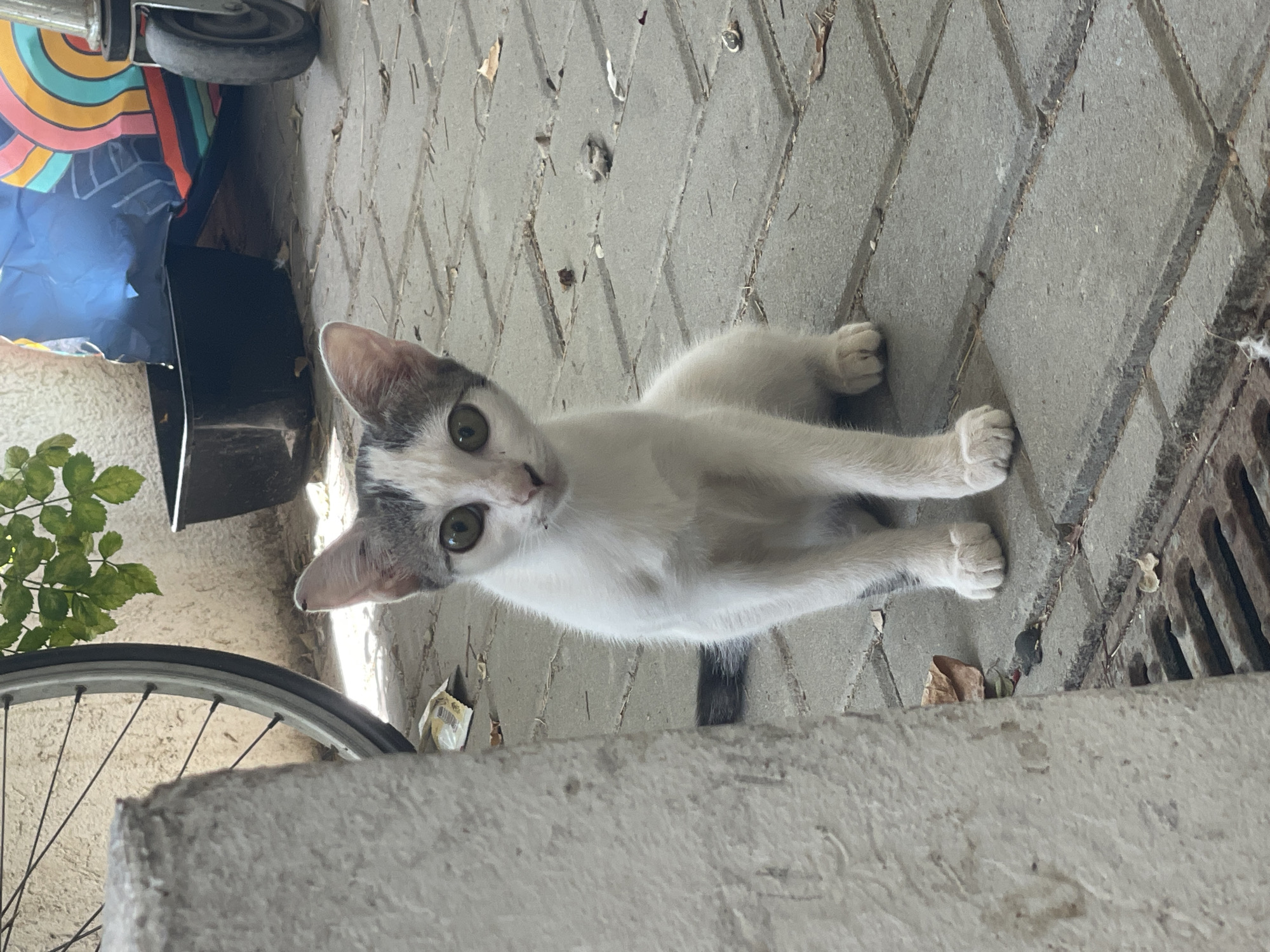 A young, slender white cat with grey tabby markings on its head and tail sits on a paved walkway in Raanana, Israel. The cat is facing forward, its large green eyes looking directly at the camera. Its front paws are neatly tucked underneath its chest. The walkway is made of grey interlocking rectangular pavers, scattered with a few dry leaves. To the left of the cat, a portion of a light-colored, textured pillar is visible. In the background, behind the cat, are various objects: a bicycle wheel with thin spokes, a black plastic container, and a colorful rolled-up blanket or tarp. A metal grate is visible in the lower foreground. The lighting suggests it is daytime with natural light casting shadows.