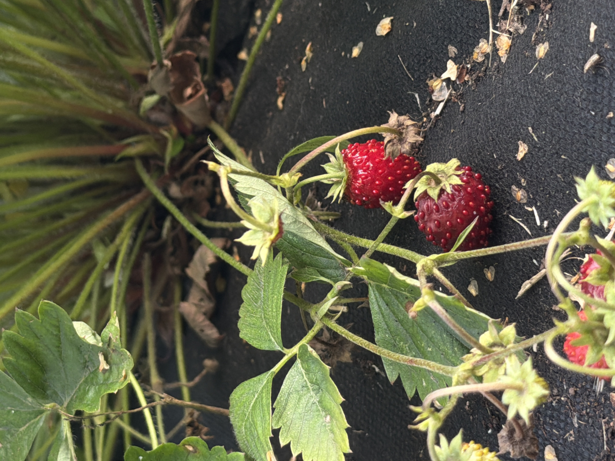 A close-up, outdoor, low-angle shot shows ripe strawberries growing on a plant in what appears to be a garden or field. The strawberries are a vibrant red, with visible seeds on their surface. The plant has green leaves and some dried brown leaves, suggesting it might be late summer or early fall. The background is a dark, textured surface, possibly landscape fabric, with some scattered debris like small twigs and seed husks. The lighting is natural, indicating daytime. There is no visible text. The scene is set in Chaykovsky, Russia. The image focuses on the fruit and foliage of the strawberry plant, with no people present.
