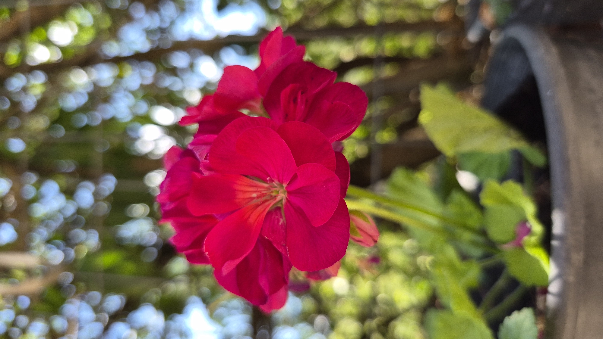 A cluster of vibrant pink flowers is in sharp focus in the foreground, centered within a dark pot. The petals of the flowers are delicate and layered, with a hint of yellow at their centers. Behind the flowers, the background is softly blurred, creating a bokeh effect of green foliage and dappled sunlight against a blue sky. A few green leaves are visible in the pot, supporting the main bloom. The scene appears to be an outdoor garden or patio setting.