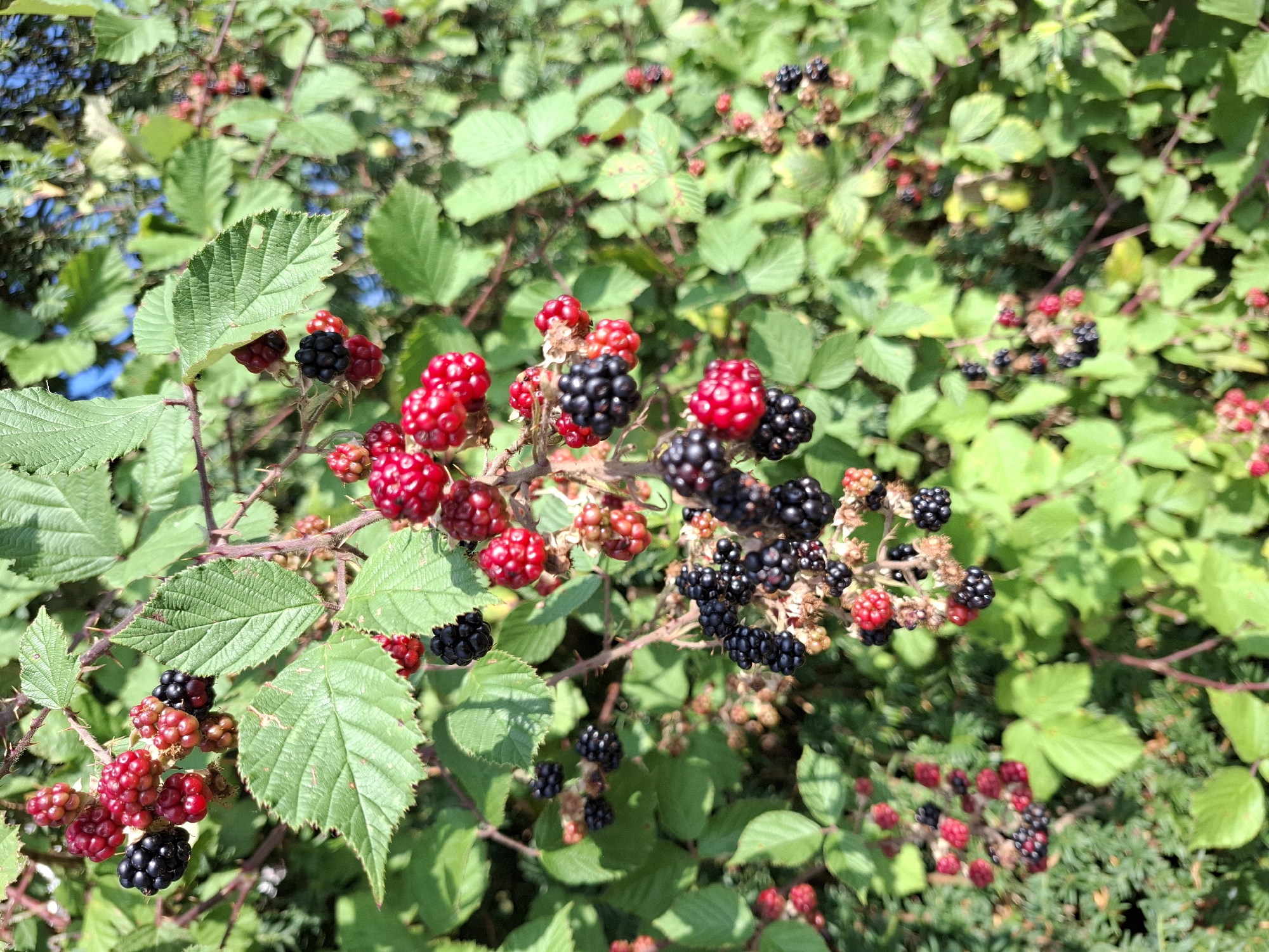 A close-up, eye-level shot captures a cluster of ripe blackberries on a thorny vine, interspersed with red berries and green leaves. The berries, a mix of deep black and vibrant red, are clustered together on thin branches. The surrounding foliage is lush and green, with some leaves showing slight damage. The scene appears to be outdoors, bathed in natural sunlight, with a hint of blue sky visible in the upper right corner. The background is softly blurred, suggesting a natural, possibly wild setting. The image does not contain any people or discernible human activity. The berries appear to be on a plant in the municipality of Eschenbach, canton of Lucerne, Switzerland.