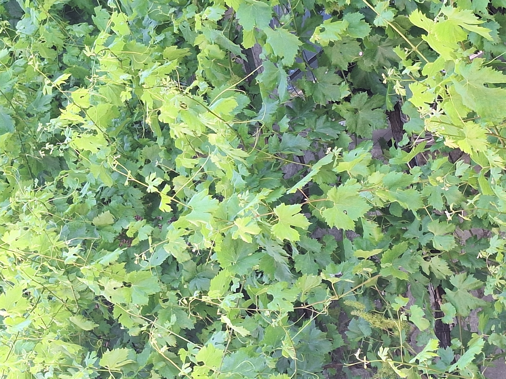 The image depicts a dense growth of green grapevines, filling the frame from edge to edge. The leaves are varied in shade of green, with some appearing lighter and more vibrant, while others are a deeper, richer green. Thin, wiry tendrils twist and curl among the foliage, some reaching out into empty space, others clinging to the main stems. Small clusters of developing grapes or flower buds are visible in several areas, appearing as delicate green sprouts. The background is indistinct, suggesting a wall or trellis made of weathered wood or stone, barely visible through the thick curtain of leaves. The overall impression is one of lush, untamed nature, typical of a garden or vineyard setting. This scene is likely located in Varna, Bulgaria, given the context provided.
