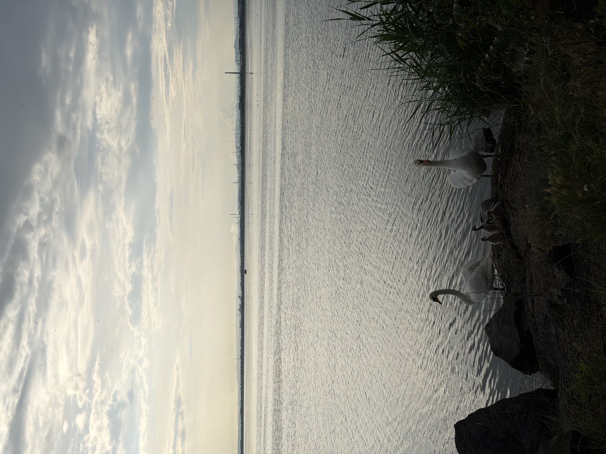 The image shows a body of water with the sky on the left and the shore on the right. On the shore are two adult swans and several cygnets. The location is possibly Burgas, Bulgaria, based on the environment, but this is not confirmed.