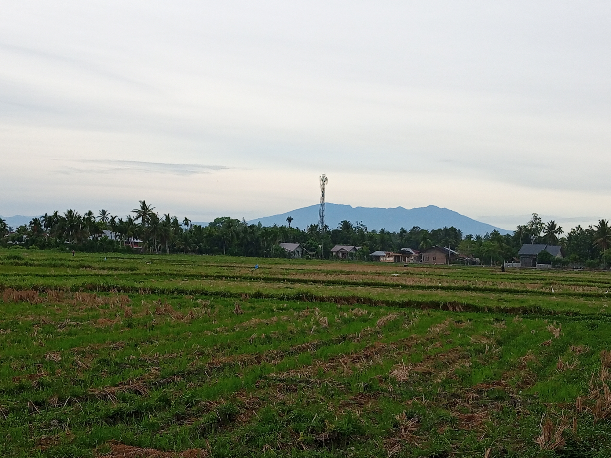 This image depicts a rural landscape in Kruengjuli Timu, Indonesia. In the foreground, a harvested rice field displays rows of dry straw and green regrowth, divided by irrigation channels. In the midground, several houses with dark roofs are nestled among lush green trees, including palm trees. A tall telecommunications tower stands prominently in the distance, in front of a large, hazy blue mountain range under a pale, overcast sky. Several white birds are visible in the rice fields.