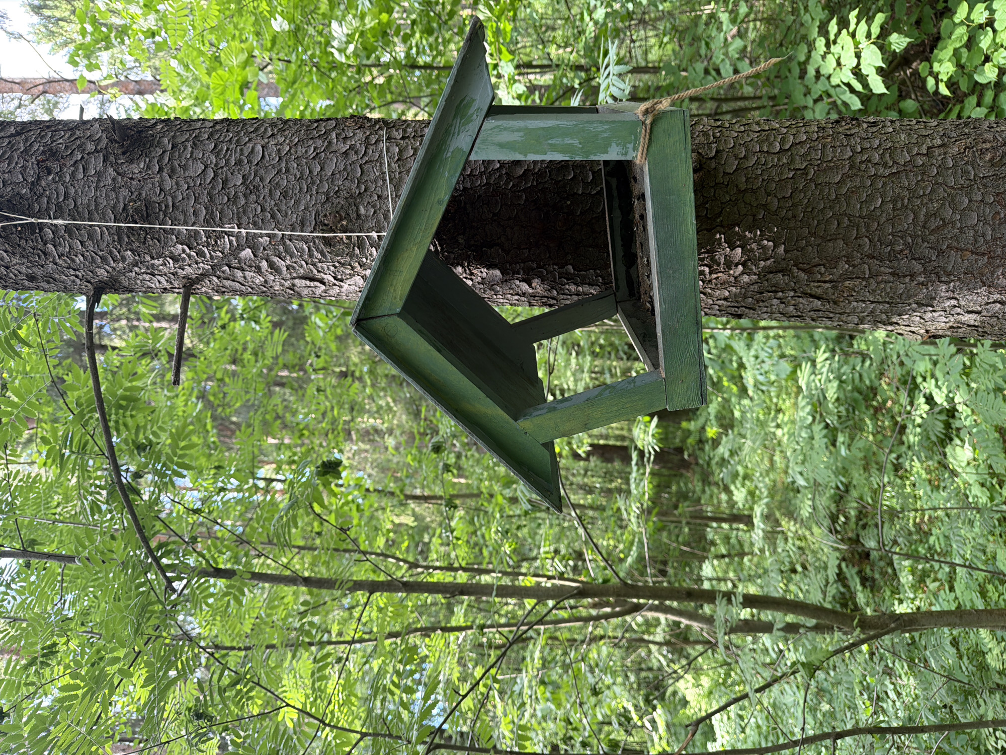A green, wooden bird feeder hangs from a tree trunk. The background consists of a dense forest, with trees and foliage visible. The scene is oriented in a way that suggests the camera is looking upward at the feeder. The photograph captures an outdoor setting with natural elements dominating the composition. The feeder itself appears to be crudely built. The photograph does not provide information about the city of Votkinsk, Russia.