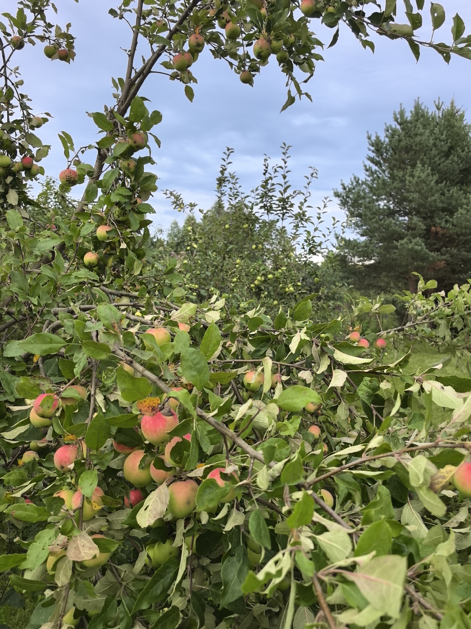 The image depicts an apple orchard under a cloudy sky. The foreground is dominated by the branches of an apple tree, laden with ripe apples of various shades of red and green. Many of the apples are partially obscured by the dense foliage. In the background, more apple trees are visible, as well as taller coniferous trees, suggesting a rural or suburban setting. The scene appears to be a naturalistic view of an orchard, possibly in the city of Kimry, Russia, given the context. There are no people or animals present in the image. The overall impression is one of a harvest season in progress, with the trees bearing abundant fruit.