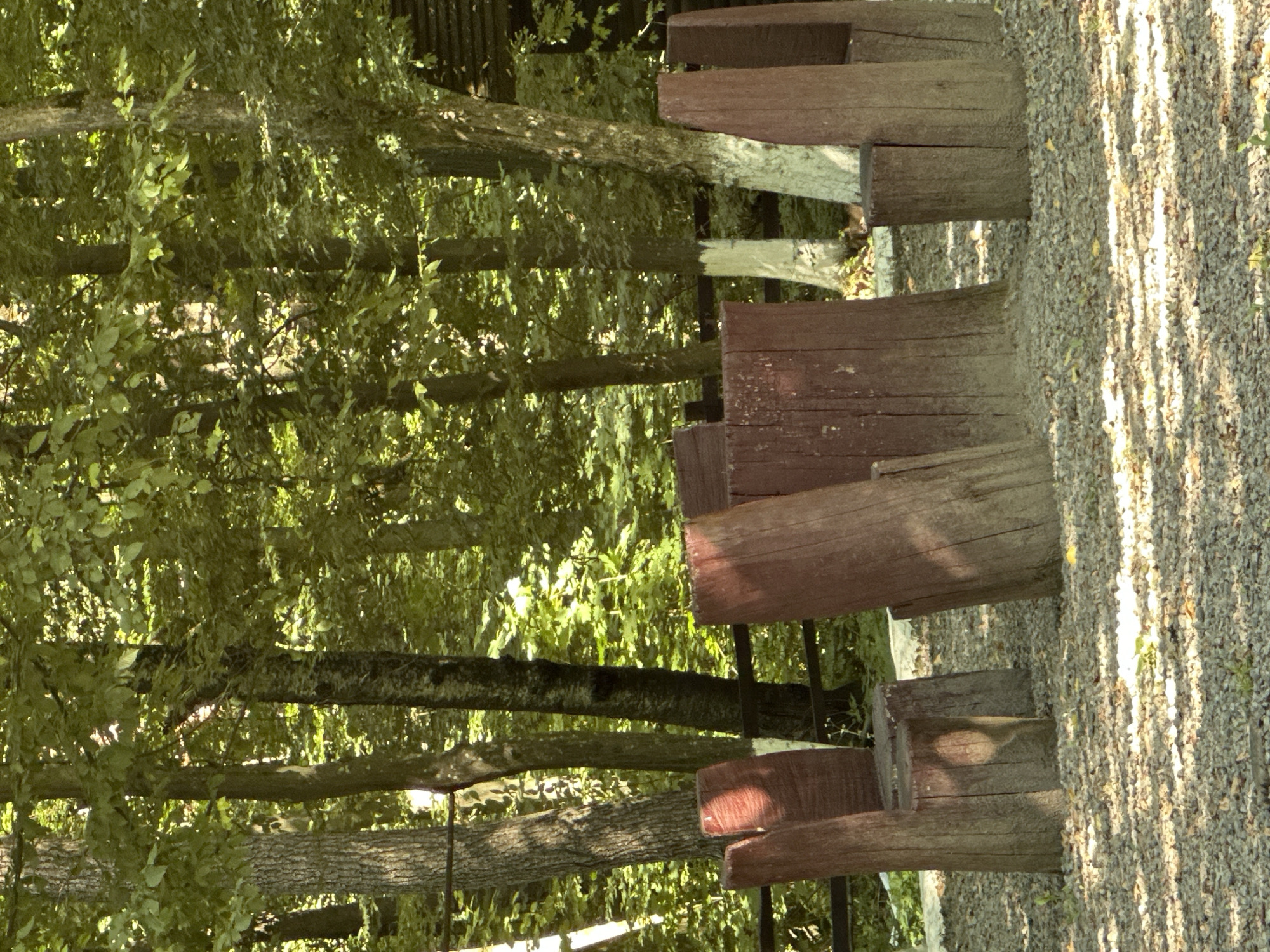The image depicts an outdoor seating area in a wooded environment, possibly a park or a recreational space, with elements suggesting a connection to the city of Shatava, Ukraine. In the foreground, three large, reddish-brown, hollowed-out tree stumps are arranged to form chairs. One stump on the left has a visible seat. The stumps are placed on a ground covered with small gray pebbles. Behind the seating area, a dark wooden fence runs horizontally across the image, partially obscured by vegetation. The background consists of a dense forest with numerous trees of varying thicknesses and foliage. Sunlight filters through the leaves, creating dappled light patterns on the ground and on the tree stumps. Some tree trunks in the background are painted white at their bases. A small, dark wooden structure, possibly a shed or part of a building, is visible in the upper right corner, partially hidden by trees. There are no people visible in the scene, and no discernible actions are taking place. The environment appears to be natural and somewhat rustic, with a focus on rustic, handmade furniture.