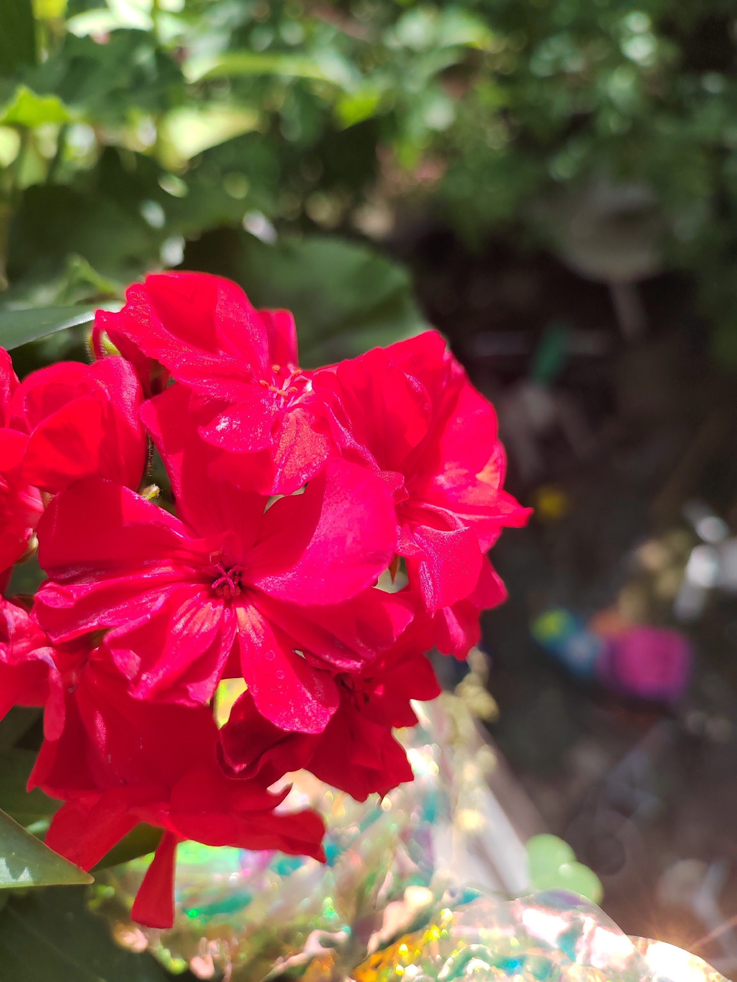 A cluster of bright red flowers is in sharp focus in the foreground of this image, with a blurred background of greenery and out-of-focus objects. The flowers appear to be a type of geranium, with ruffled petals. The lighting suggests it is daytime, with sunlight casting highlights on the petals and creating a bokeh effect in the background. The out-of-focus elements in the background include what appear to be colorful plastic items and possibly some garden decorations. There is no visible indication of the specific location being Soisy-sous-Montmorency, France.