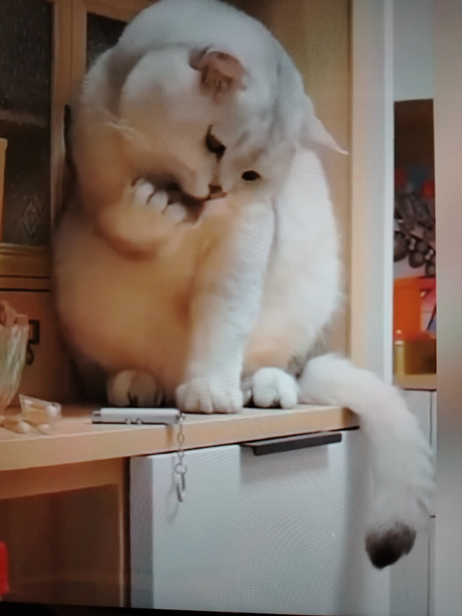 The image shows a fluffy white cat with grey markings on its ears and tail, sitting on a light-colored shelf. The cat is grooming itself, with one paw raised to its face. The shelf is part of a piece of furniture that appears to be in a domestic setting. Behind the cat, there is a tall, narrow cupboard with a light-colored door and a dark handle. To the left of the cat, there is a glass object on the shelf. The image is taken from a slight angle, and the lighting is soft. There is no indication of the location in Stavropol, Russia.
