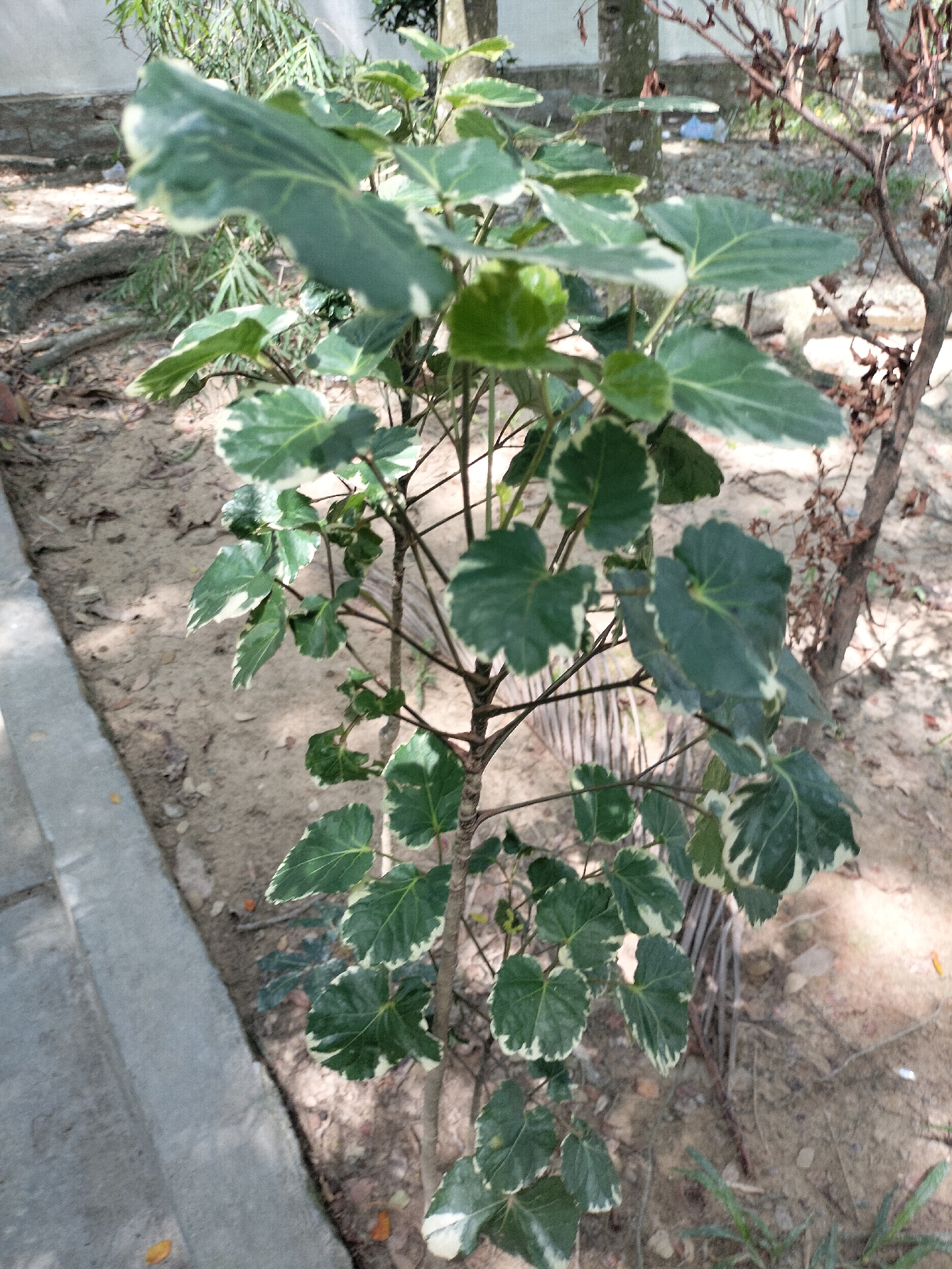 The image shows a variegated plant with dark green leaves edged in white, growing in a sandy area. A concrete walkway or curb is visible to the left of the plant. The background includes dry leaves, tree trunks, and some vegetation. The scene is outdoors, likely in a garden or public space, with the plant being the primary subject. No people are present in the image. The specific location is Seuneubokpeunteut, Indonesia.