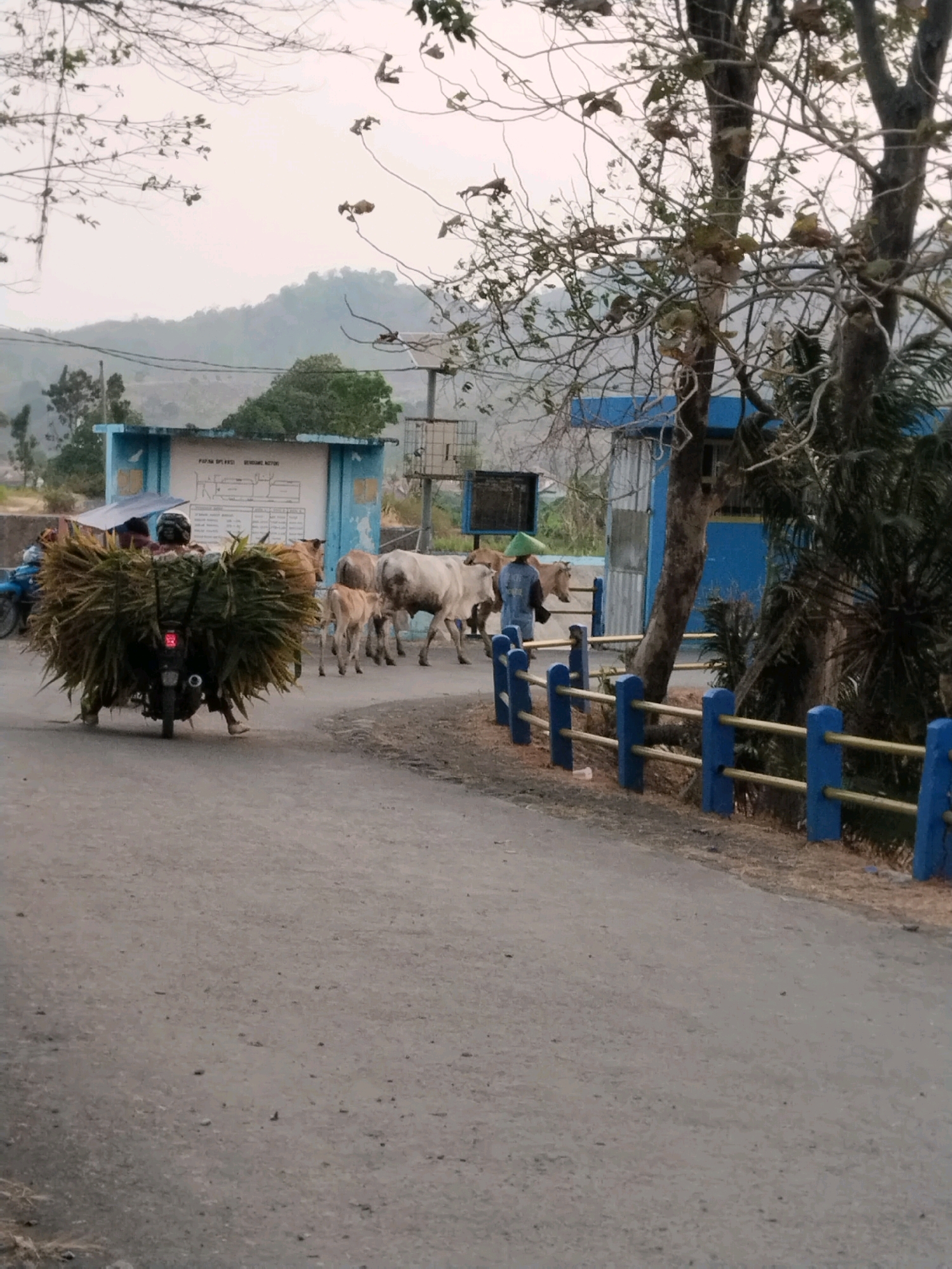 In Prupuk Utara, Indonesia, a man on a motorcycle carries a large load of green foliage secured to the back. He is riding on a paved road next to a blue and gold metal fence. Several cows are walking in the road ahead of the motorcycle. In the background, there are buildings and a hilly landscape. The sky is overcast.