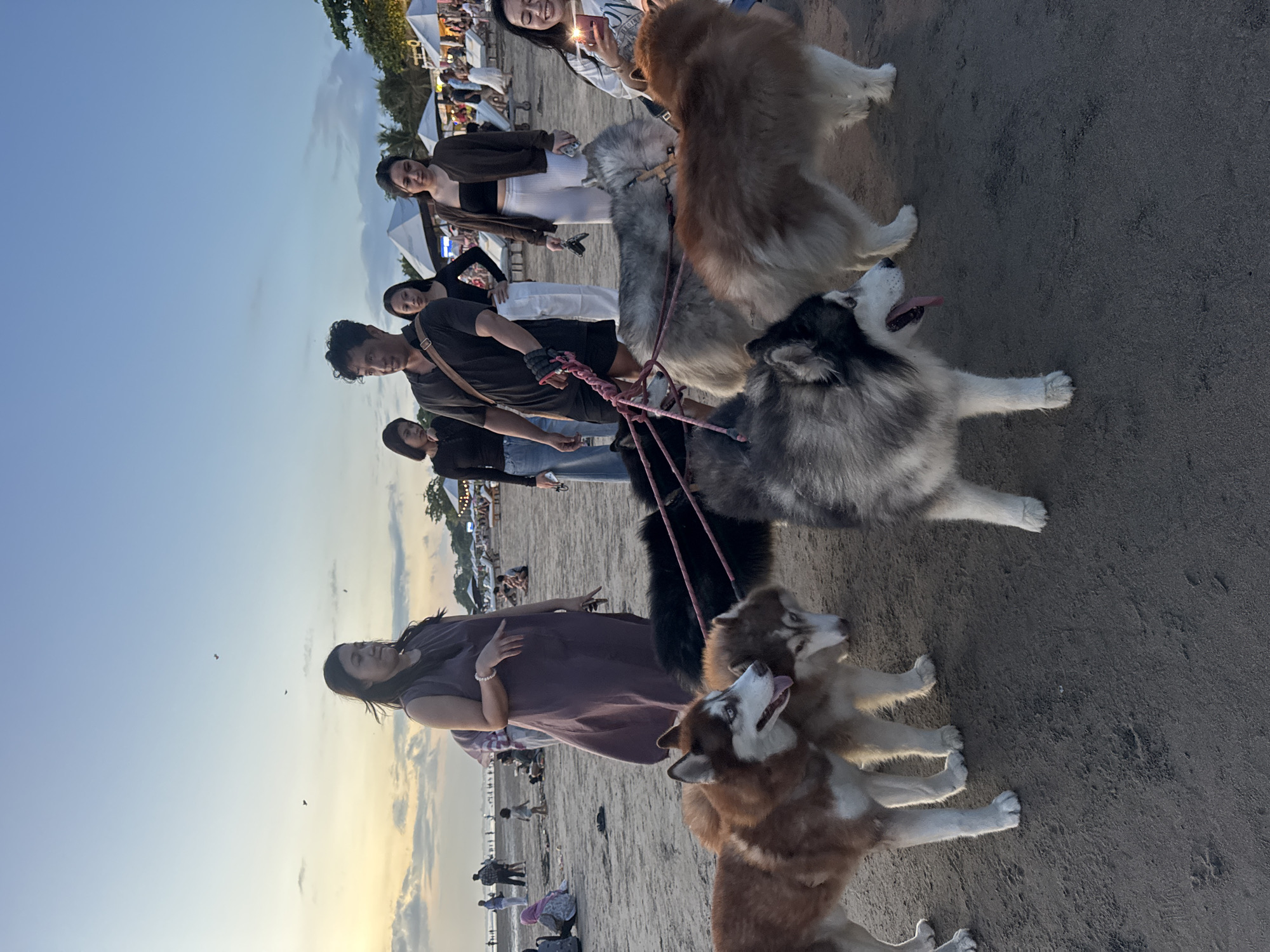 The photograph, taken on a sandy beach in Kuta, Indonesia, showcases a group of people and dogs during what appears to be a casual gathering or event. The scene is lit by the warm glow of the setting sun, illuminating a fair number of individuals and canines. A man is holding onto the pink dog leash, and there are several Alaskan Malamute or Husky-type dogs, of various colors from brown to black to gray, being held on a pink leash. A woman in a dusty-purple dress stands on the side of the dogs looking at the sky. Other individuals, dressed in casual attire like t-shirts and pants, stand in the background to the left. Beachgoers and a row of tents or booths are visible further away, suggesting a public event or market. The sandy beach and the sea create a natural setting, with the sky filled with orange hues as the sun sets.