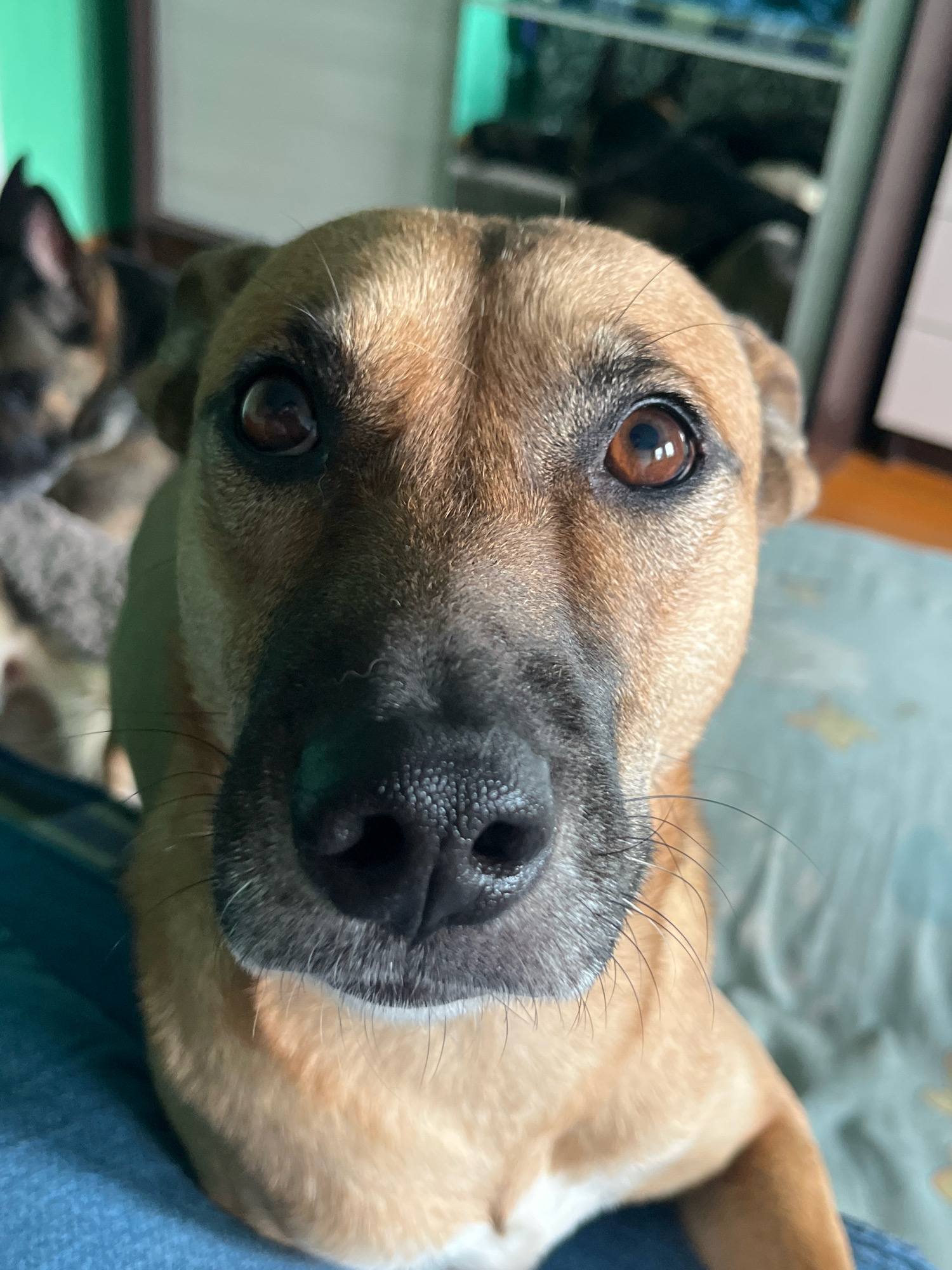 A close-up, eye-level shot focuses on the face of a tan dog with dark brown eyes and a black nose. The dog's fur is short and appears slightly ruffled around its muzzle. A lighter tan patch is visible on its chin. Behind the primary subject, another dog, possibly a German Shepherd mix with darker fur, is partially visible and out of focus. The background is blurred but suggests an indoor setting with a green wall on the left and a light-colored wall or object on the right. A teal-colored surface, possibly a bedspread with a faint star pattern, occupies the lower right portion of the frame. No specific location in Nizhny Tagil, Russia, can be identified from the visual information provided.