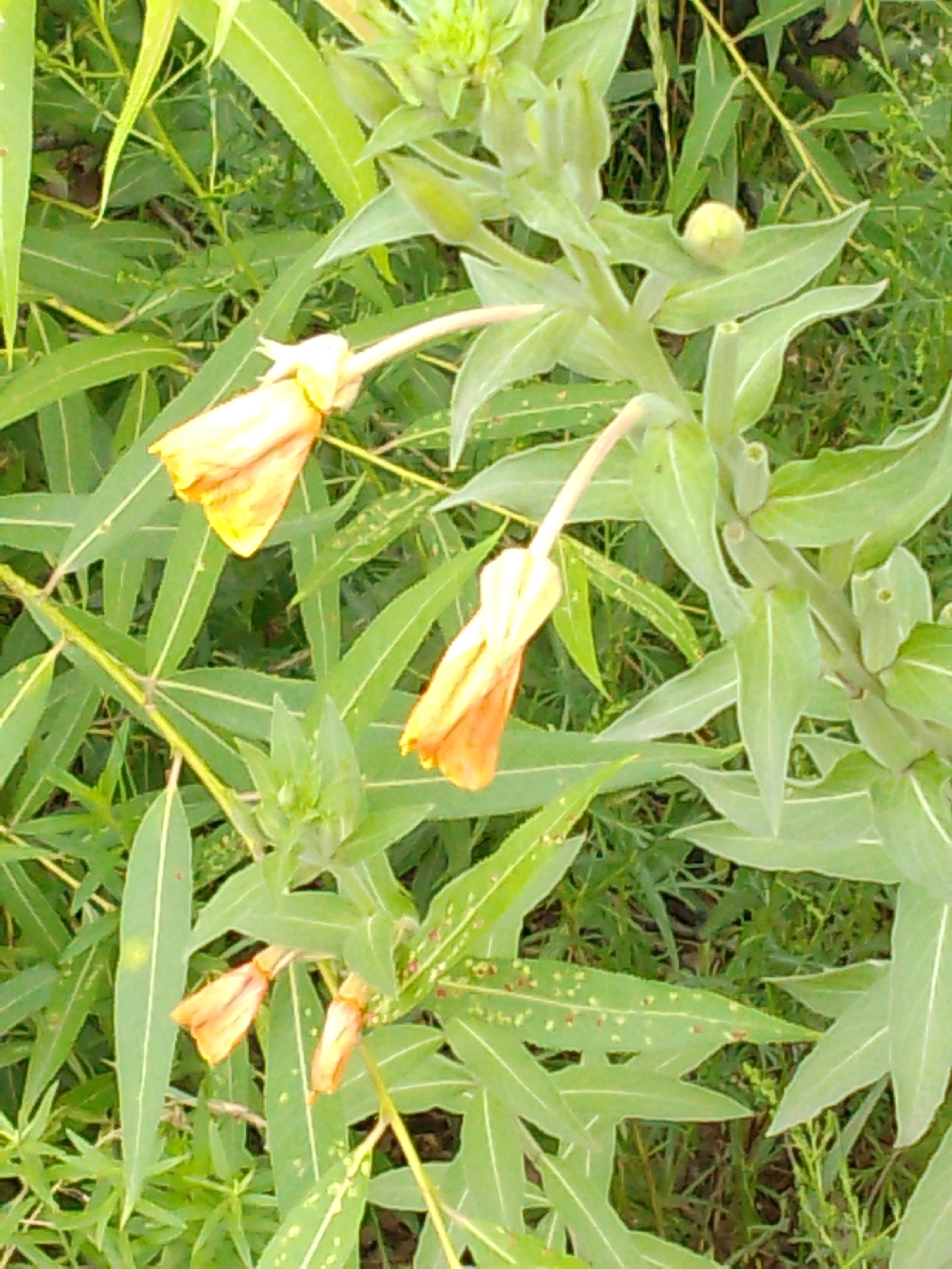 In the city of Khabarovsk, Russia, this image captures a close-up view of two budding yellow flowers amidst lush green foliage. The flowers are approximately waist-high and their petals are a vibrant yellow, with hints of orange. They are surrounded by long, lance-shaped leaves that are a lighter shade of green and appear slightly fuzzy. The background is filled with a dense collection of similar green leaves and stems, creating a natural, outdoor setting. The lighting suggests it is daytime, with no artificial light sources visible. The focus is sharp on the flowers and surrounding leaves, with the background slightly blurred.